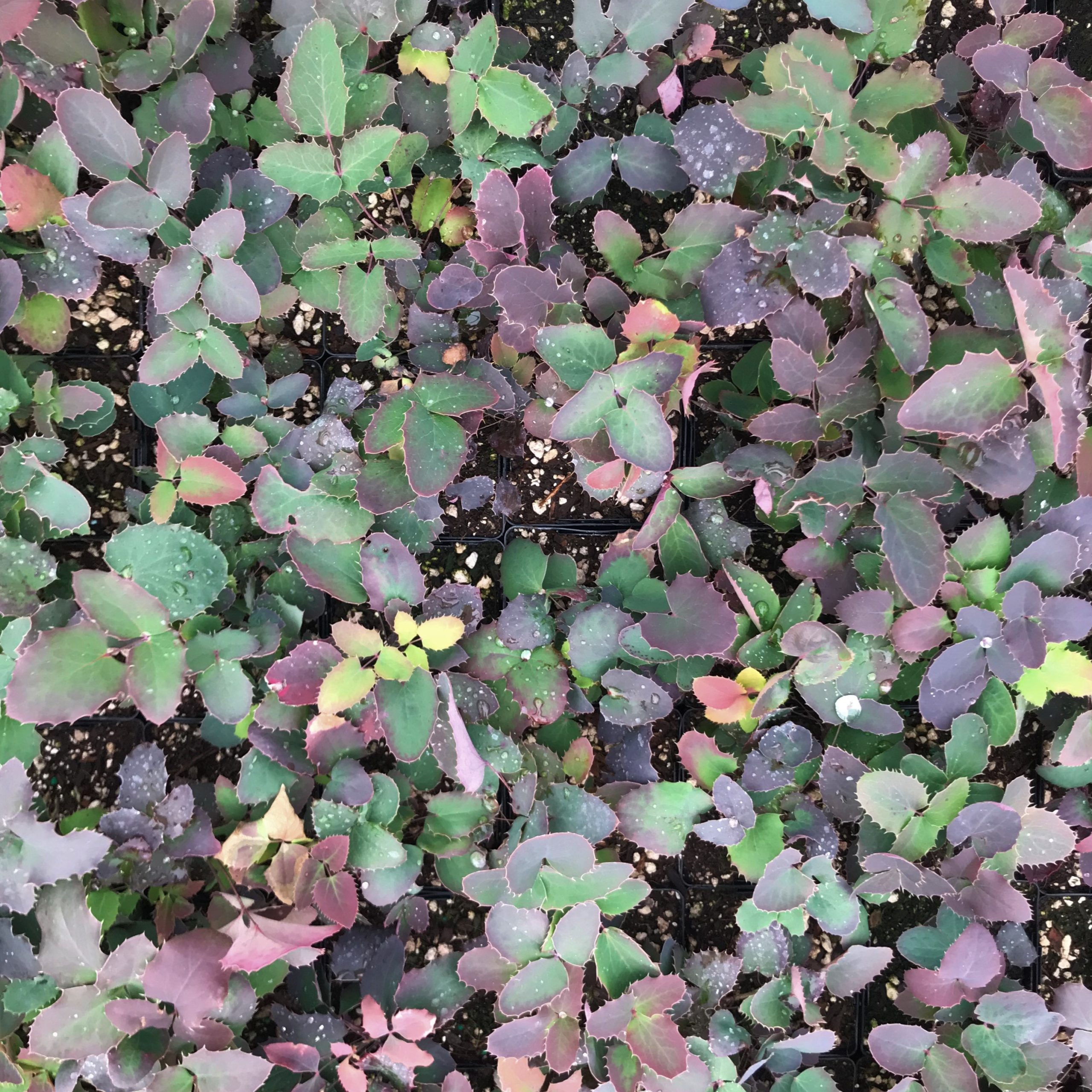 Mahonia repens - Creeping Oregon Grape (3.5" Pot) - Image 4