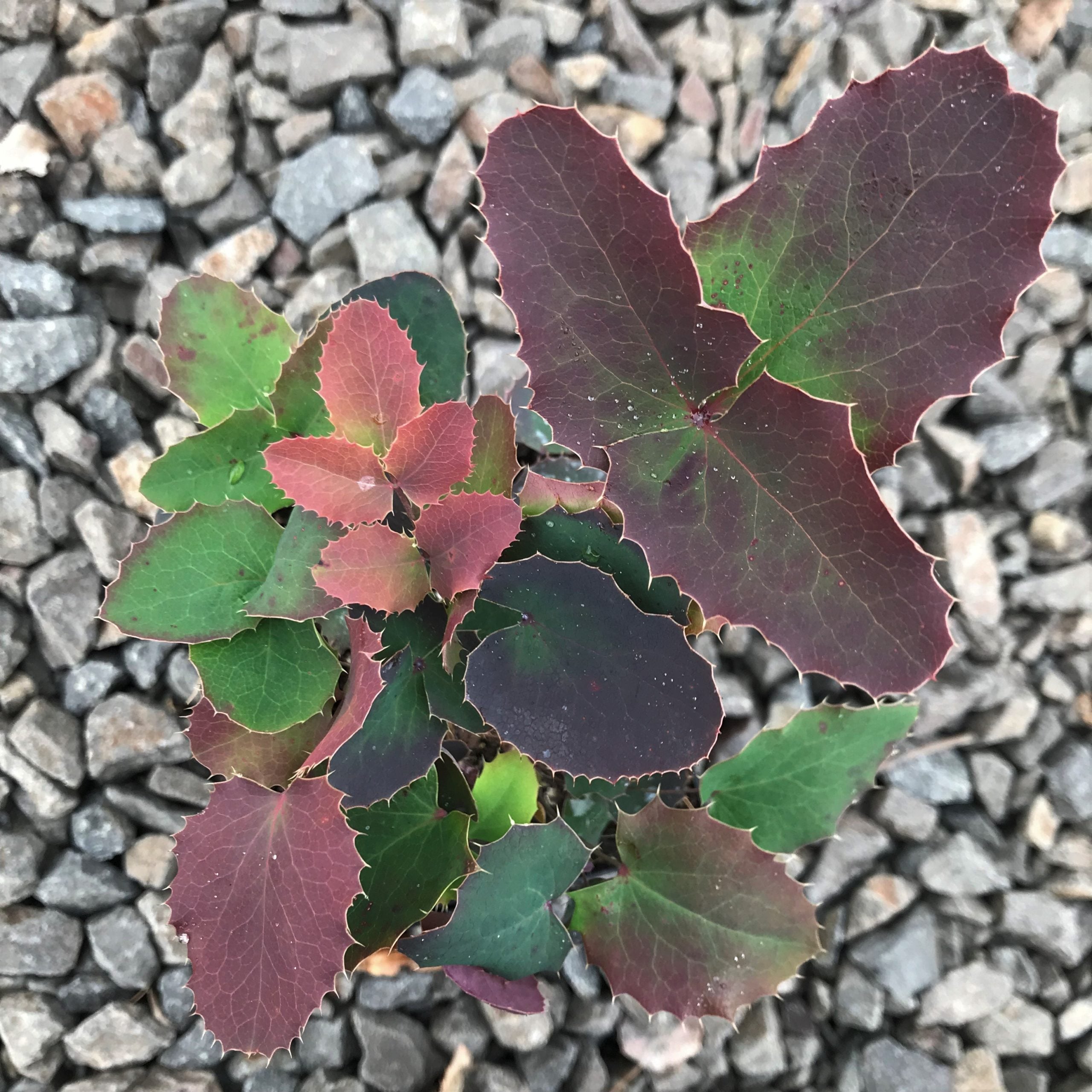 Mahonia repens - Creeping Oregon Grape (3.5" Pot) - Image 2