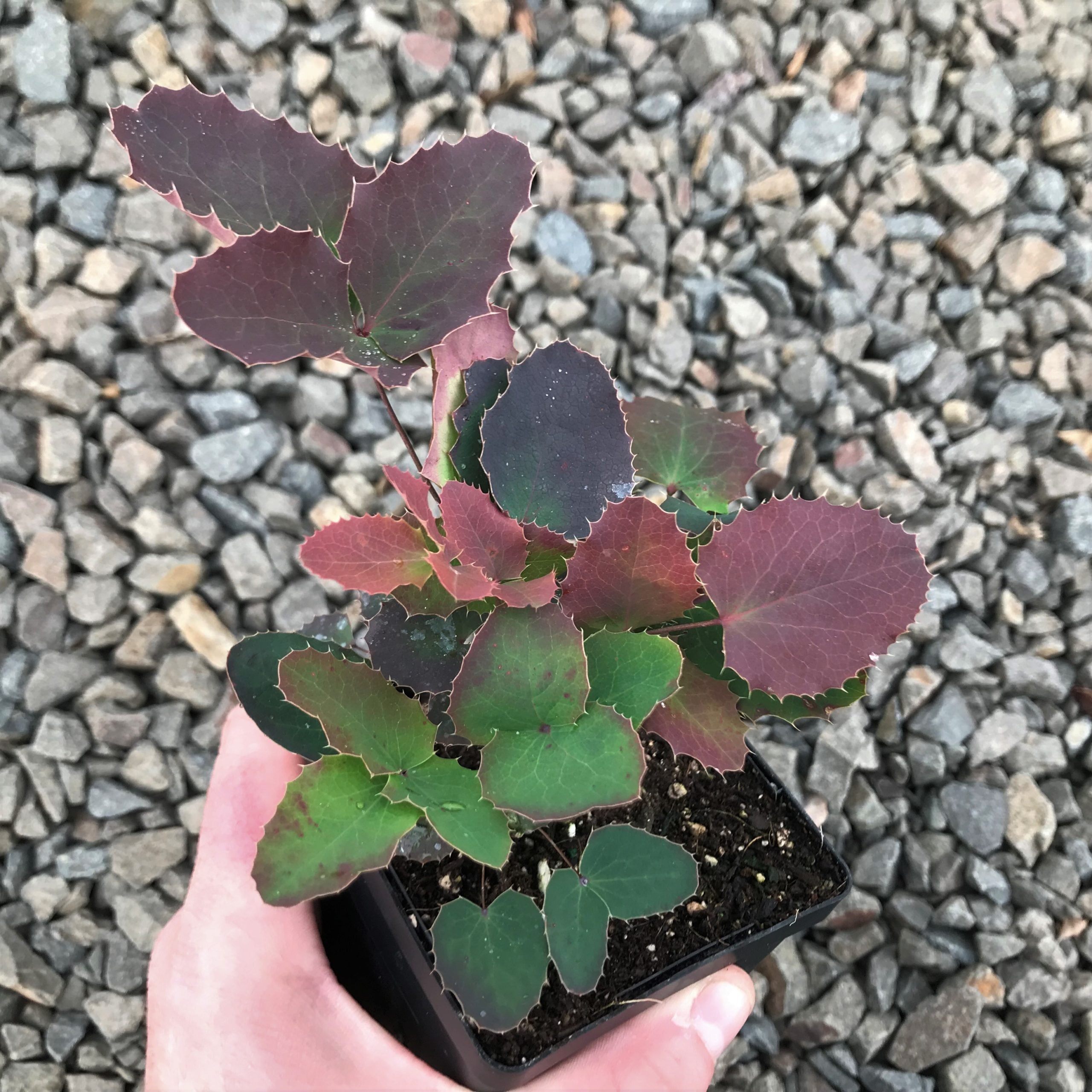 Mahonia repens - Creeping Oregon Grape (3.5" Pot) - Image 3