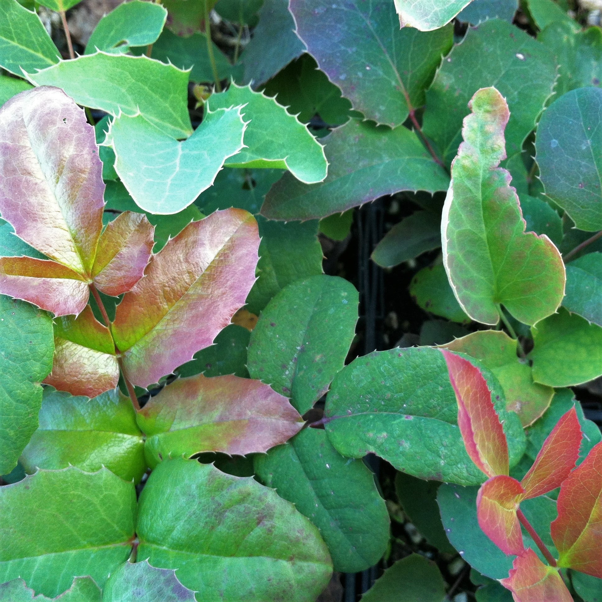 Mahonia repens - Creeping Oregon Grape (3.5" Pot)