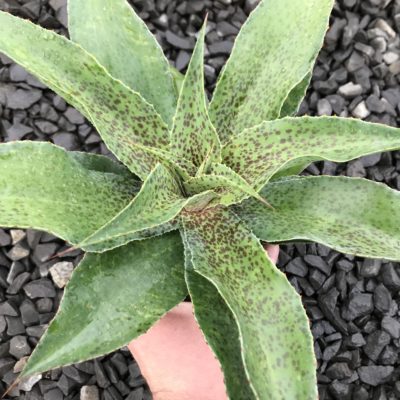 Mangave 'Spotty Dotty' PPAF - (4.5" Pot)