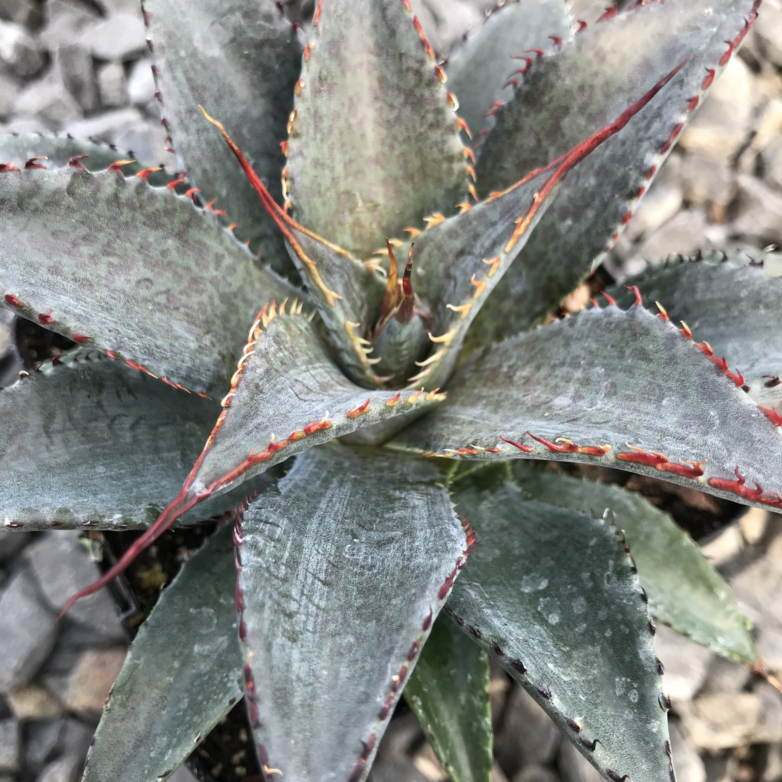 Mangave 'Tooth Fairy' USPP#29,599 - (4.5" Pot) - Image 2