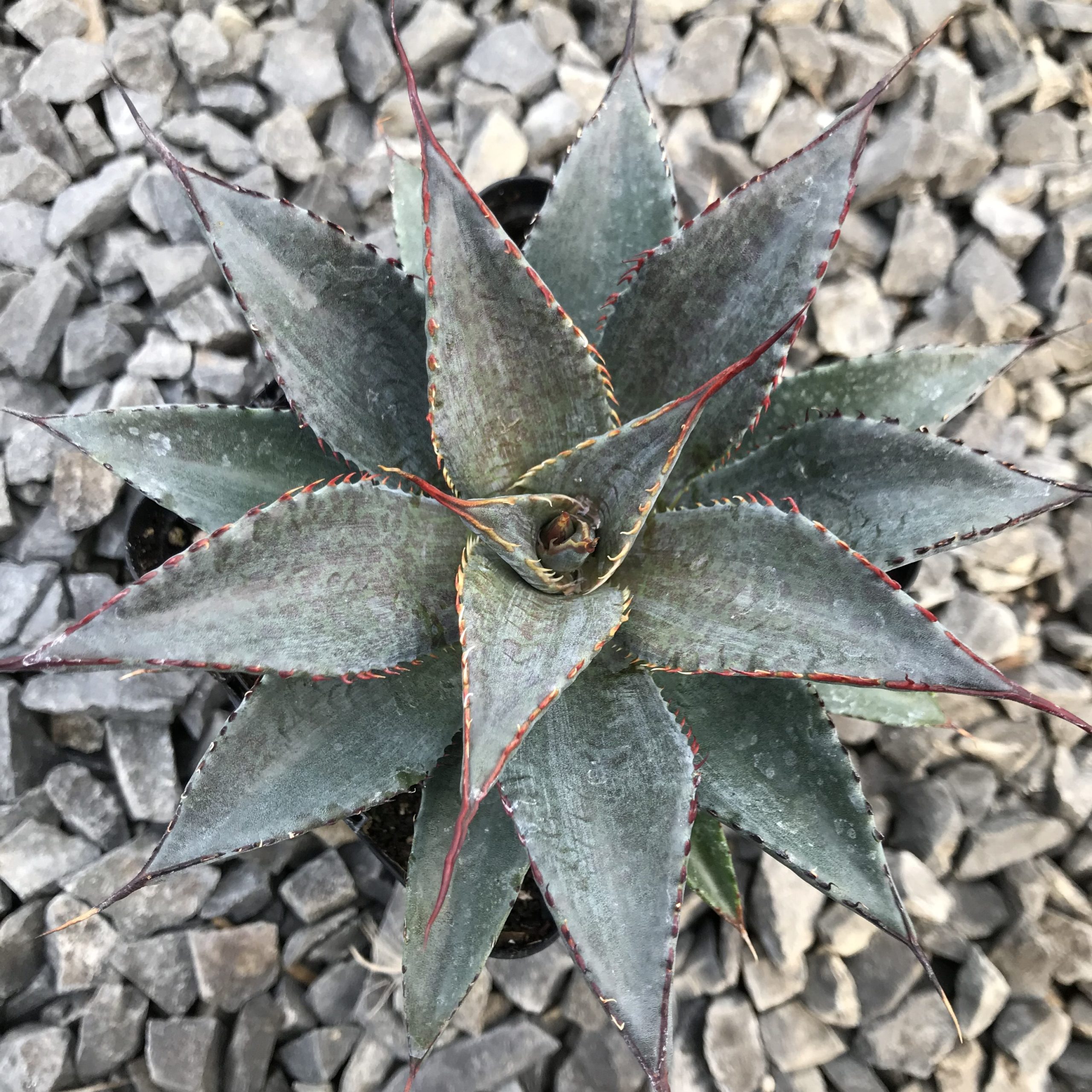 Mangave 'Tooth Fairy' USPP#29,599 - (4.5" Pot) - Image 3