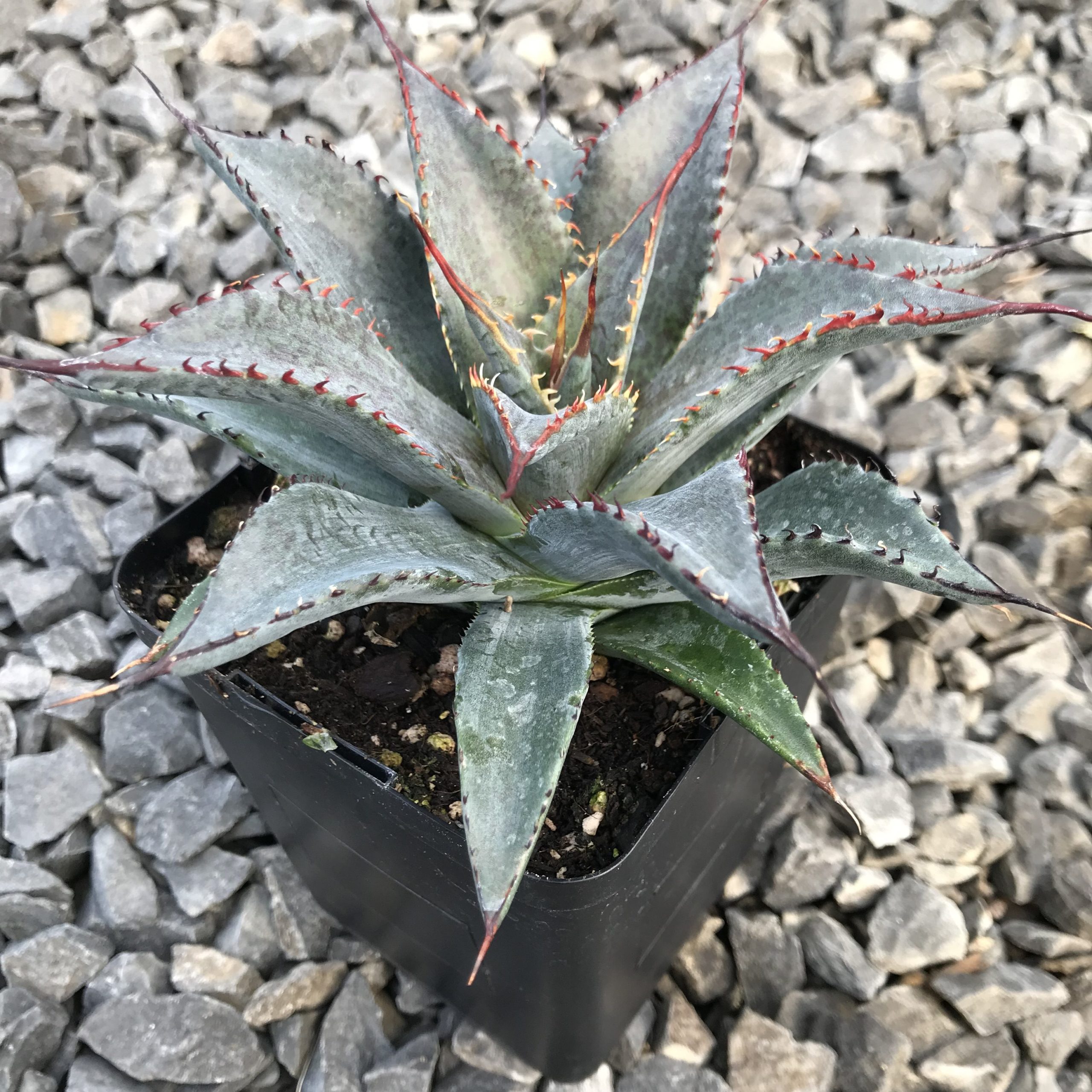 Mangave 'Tooth Fairy' USPP#29,599 - (4.5" Pot) - Image 4