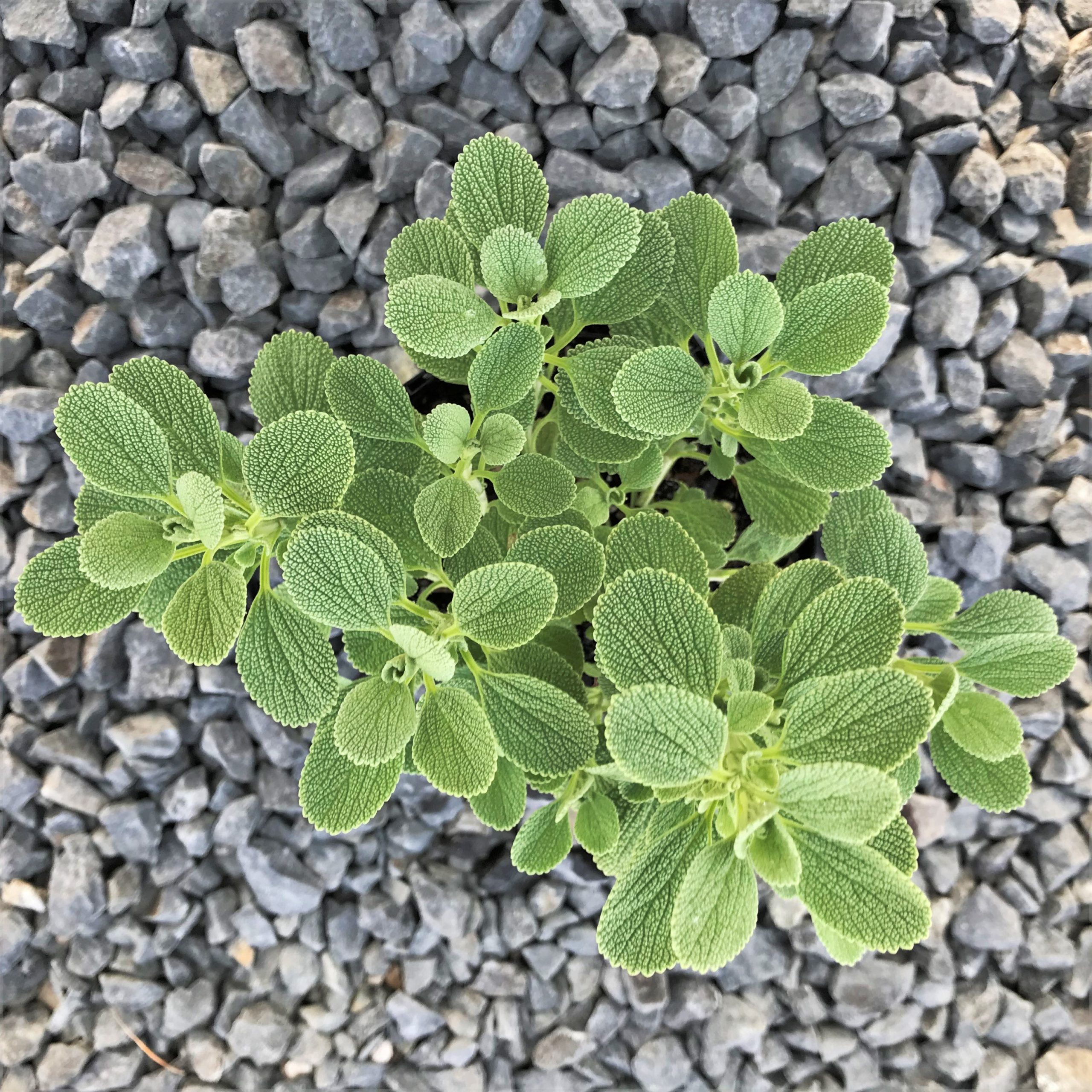 Marrubium bourgaei 'All Hallows Green' - Horehound (4.5" Pot) - Image 2