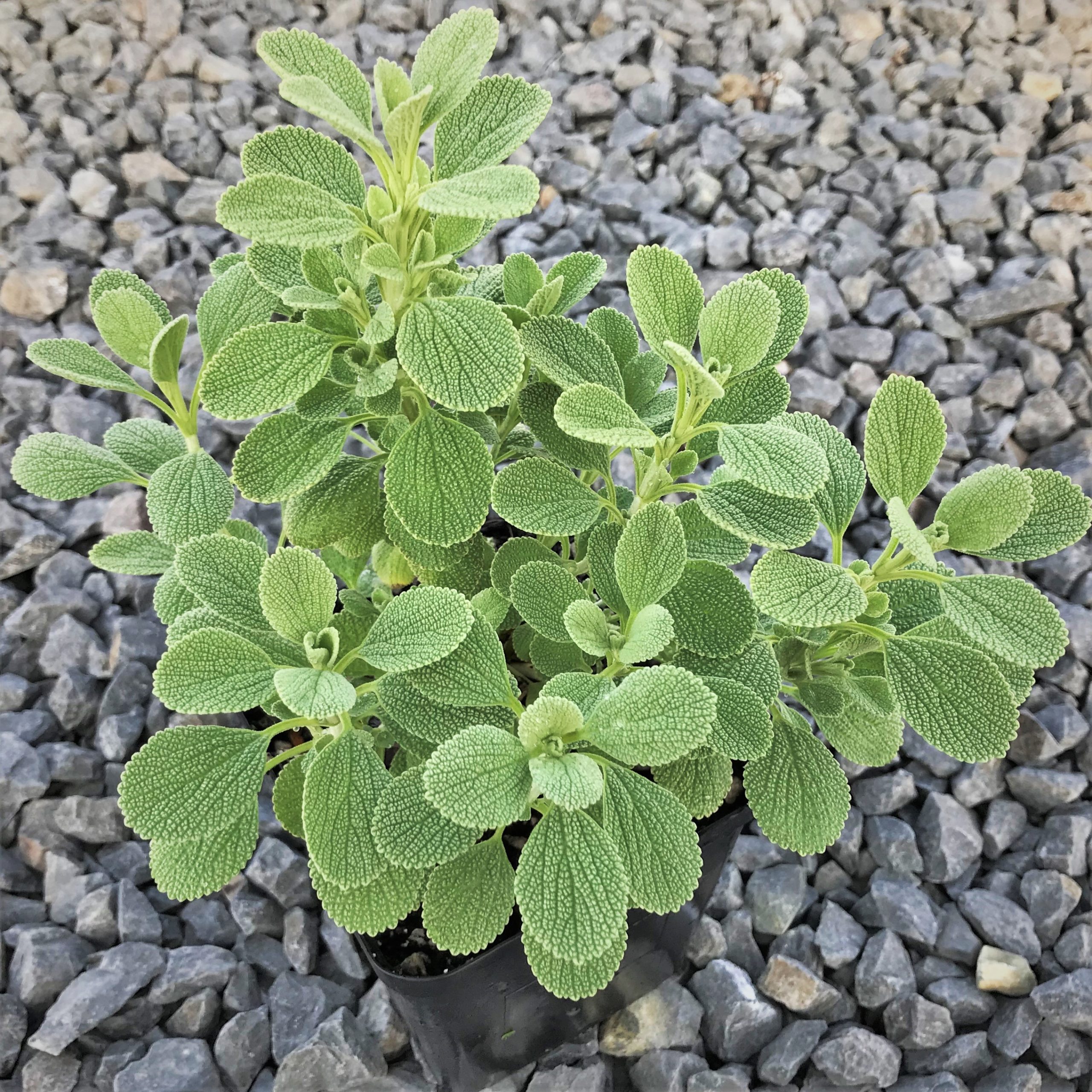 Marrubium bourgaei 'All Hallows Green' - Horehound (4.5" Pot)