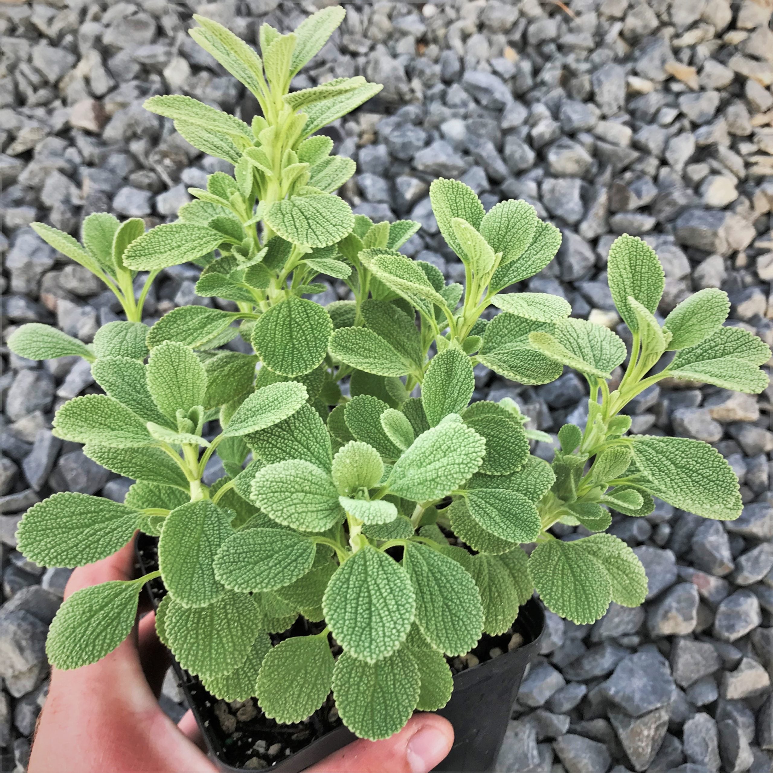 Marrubium bourgaei 'All Hallows Green' - Horehound (4.5" Pot) - Image 3