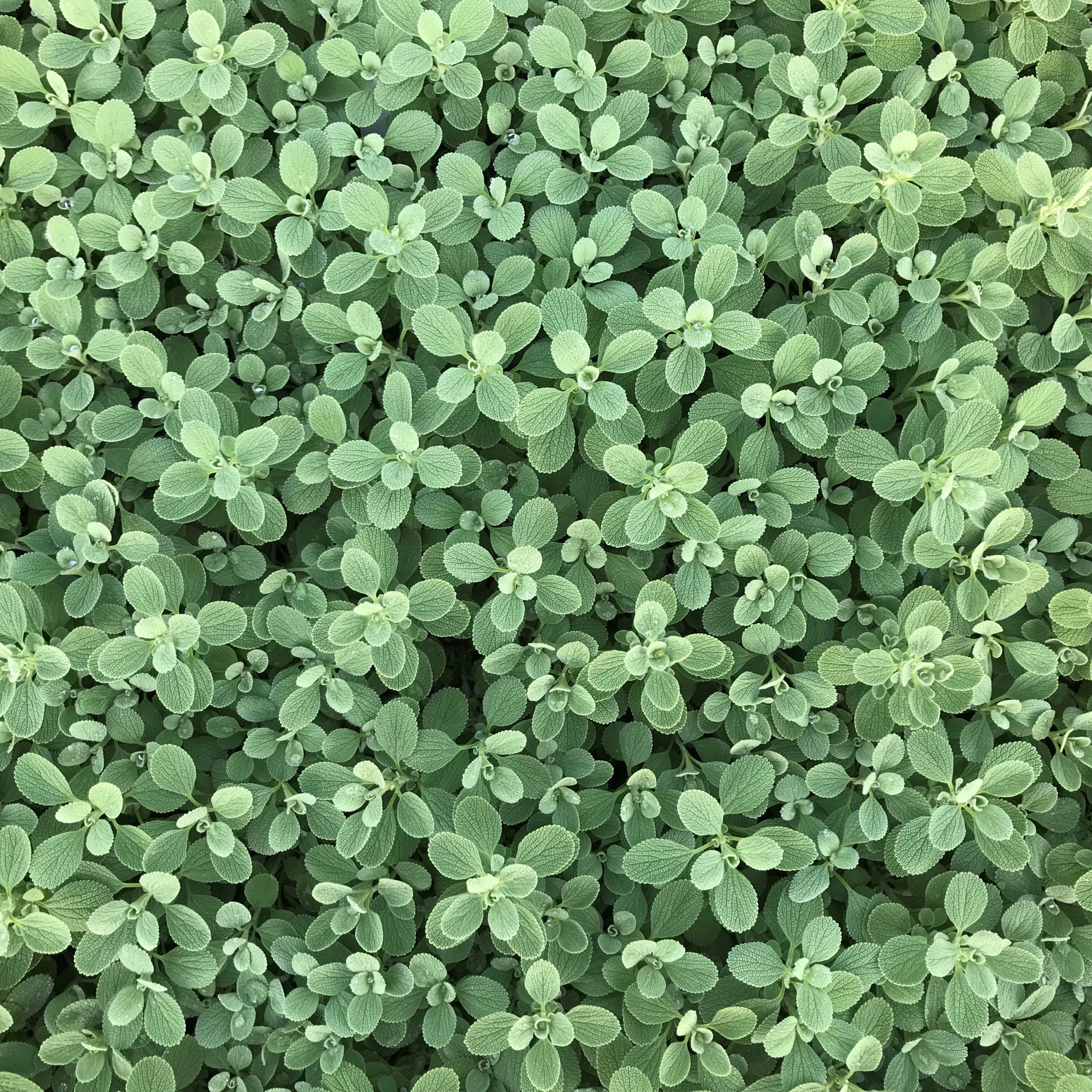 Marrubium bourgaei 'All Hallows Green' - Horehound (4.5" Pot) - Image 4