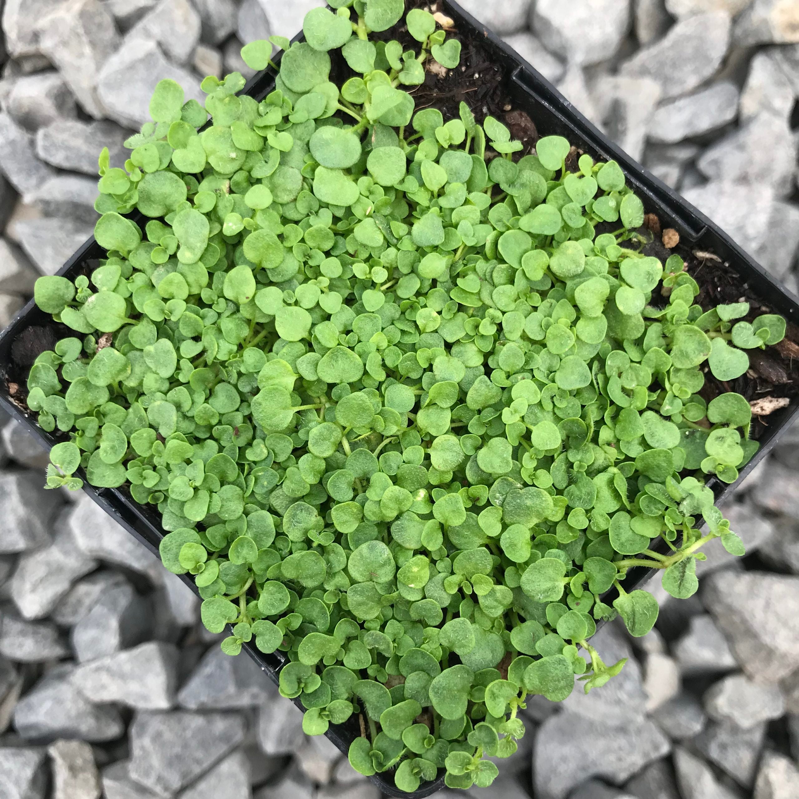 Mentha requienii - Corsican Mint (3.5" Pot) - Image 2