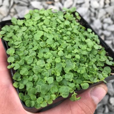 Mentha requienii - Corsican Mint (3.5" Pot)