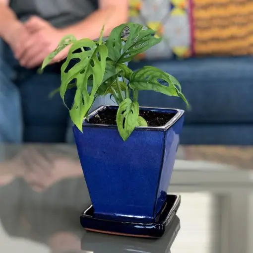 Monstera adansonii - Swiss Cheese Vine (4.5" Pot) | Little Prince of Oregon  Nursery