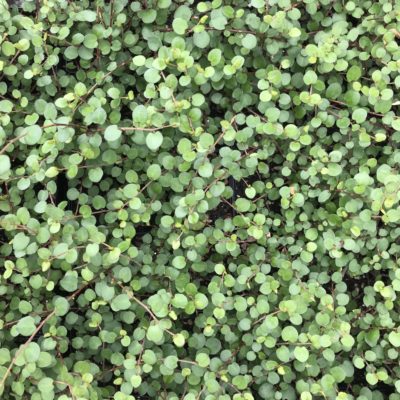 Muehlenbeckia complexa 'Big Leaf' - Creeping Wire Vine (3.5" Pot)
