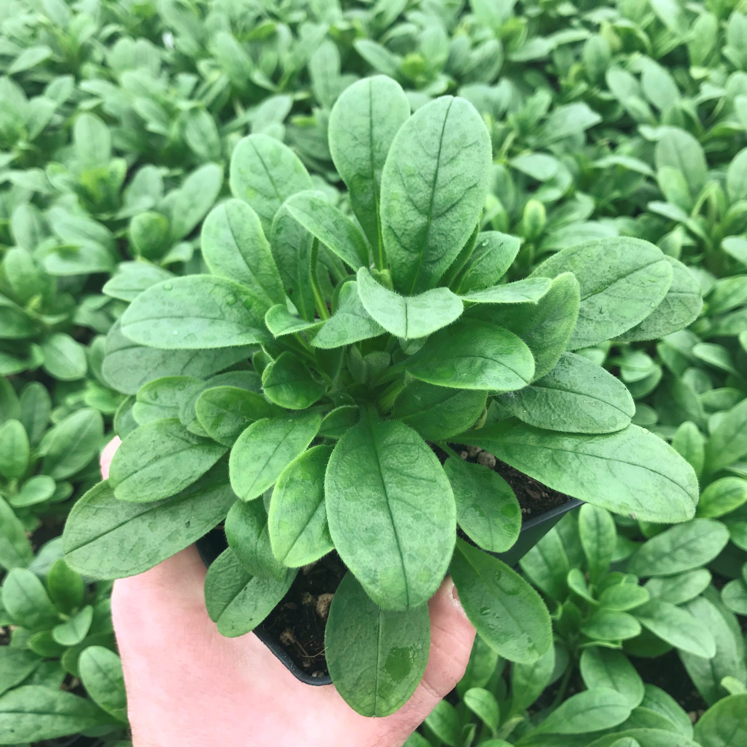 Myosotis sylvatica 'Bluesylva' - Forget-Me-Not (4" Pot) | Little Prince of  Oregon Nursery