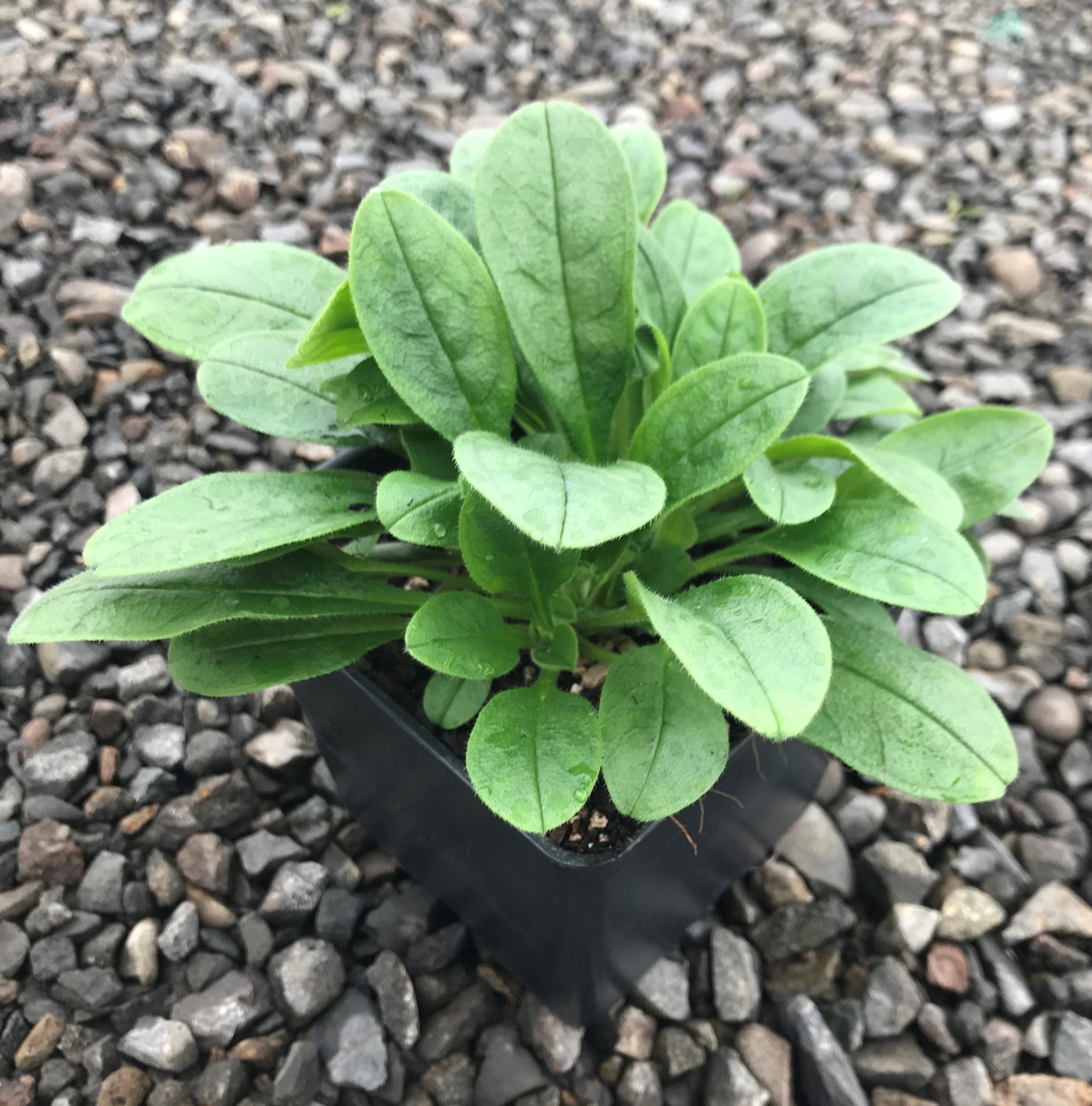 lily of valley plant Convallaria majalis 'Pink' (Lily of the Valley)