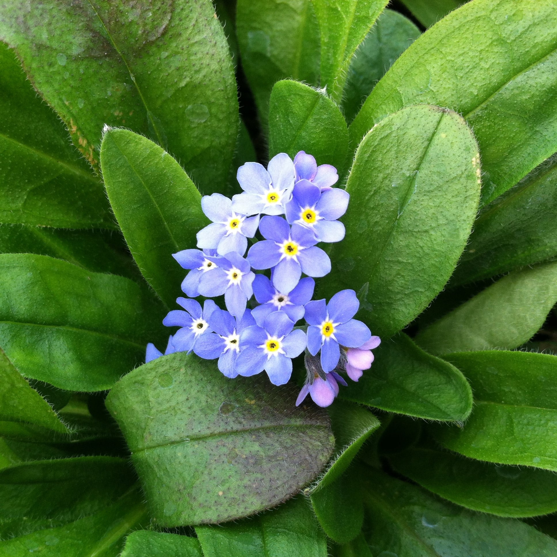 Myosotis sylvatica 'Bluesylva' - Forget-Me-Not (4" Pot) - Image 5