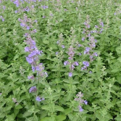 Nepeta x faassenii 'Walker's Low' - Catmint (3.5" Pot)