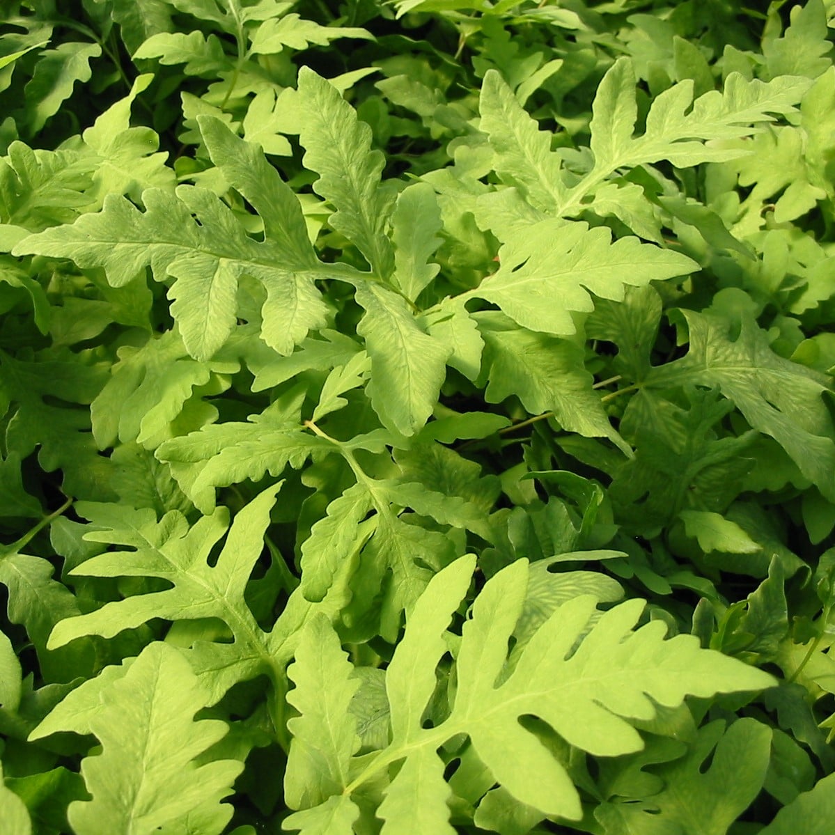 Onoclea sensibilis - Sensitive Fern (3.5" Pot)