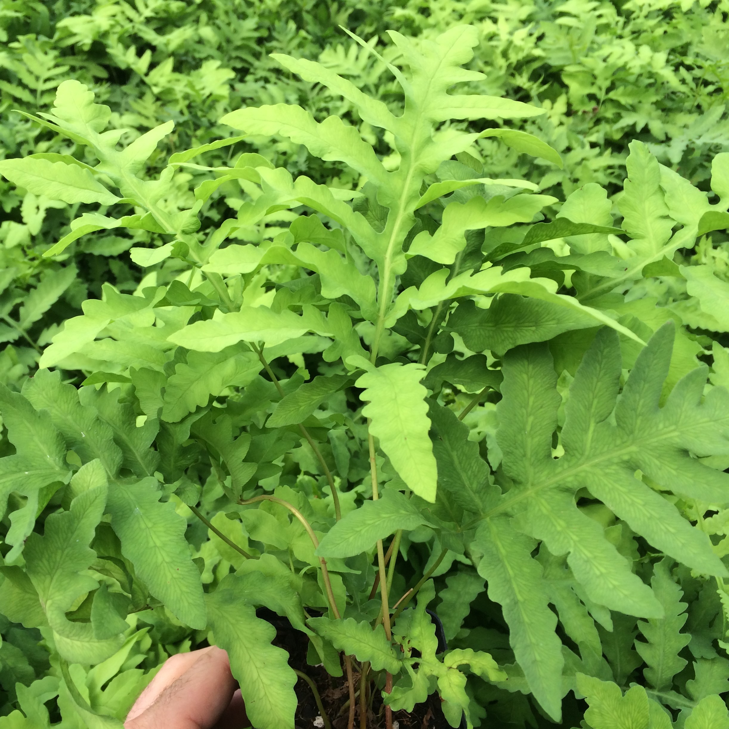 Onoclea sensibilis - Sensitive Fern (3.5" Pot) - Image 2