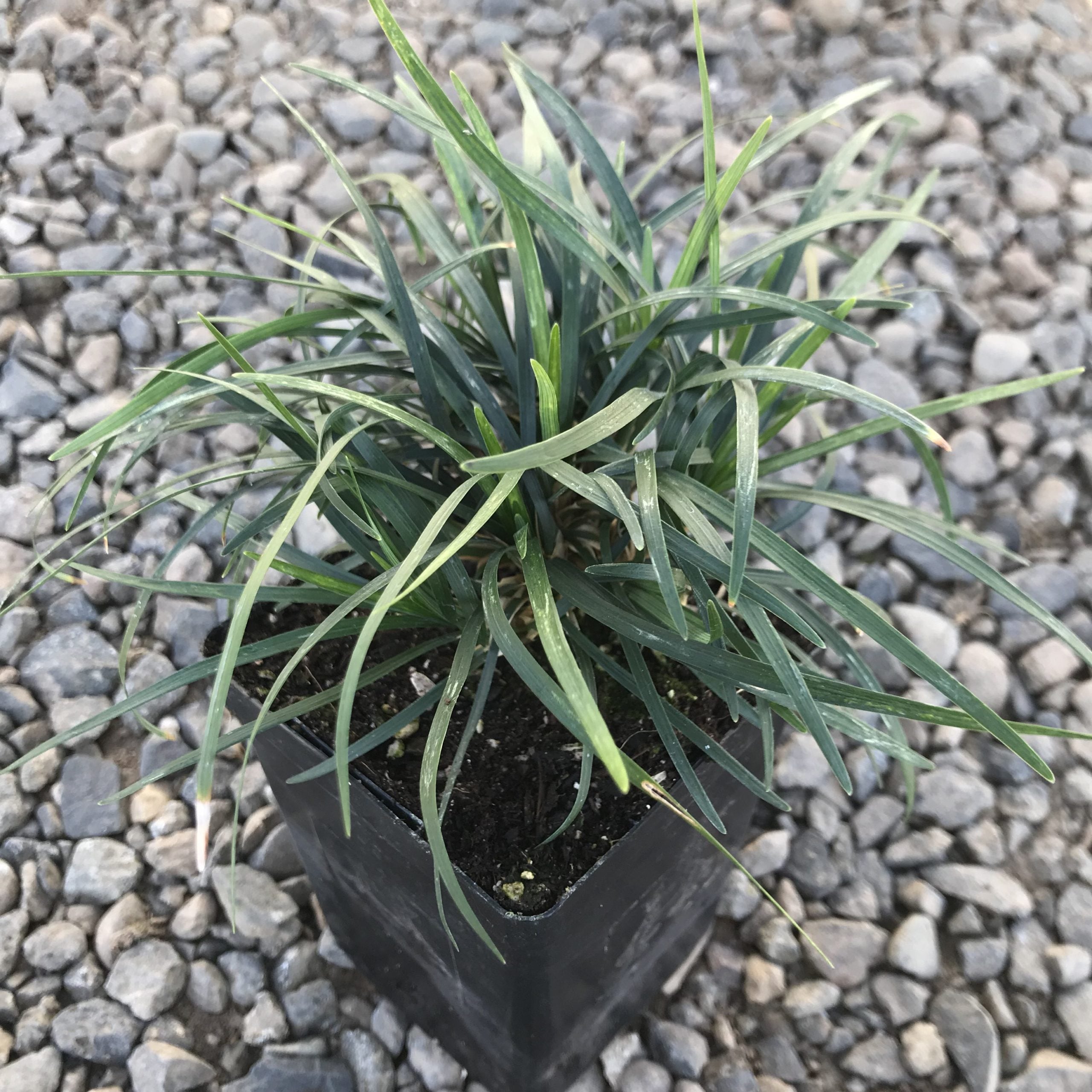 Ophiopogon japonicus - Mondo Grass (3.5" Pot) - Image 2
