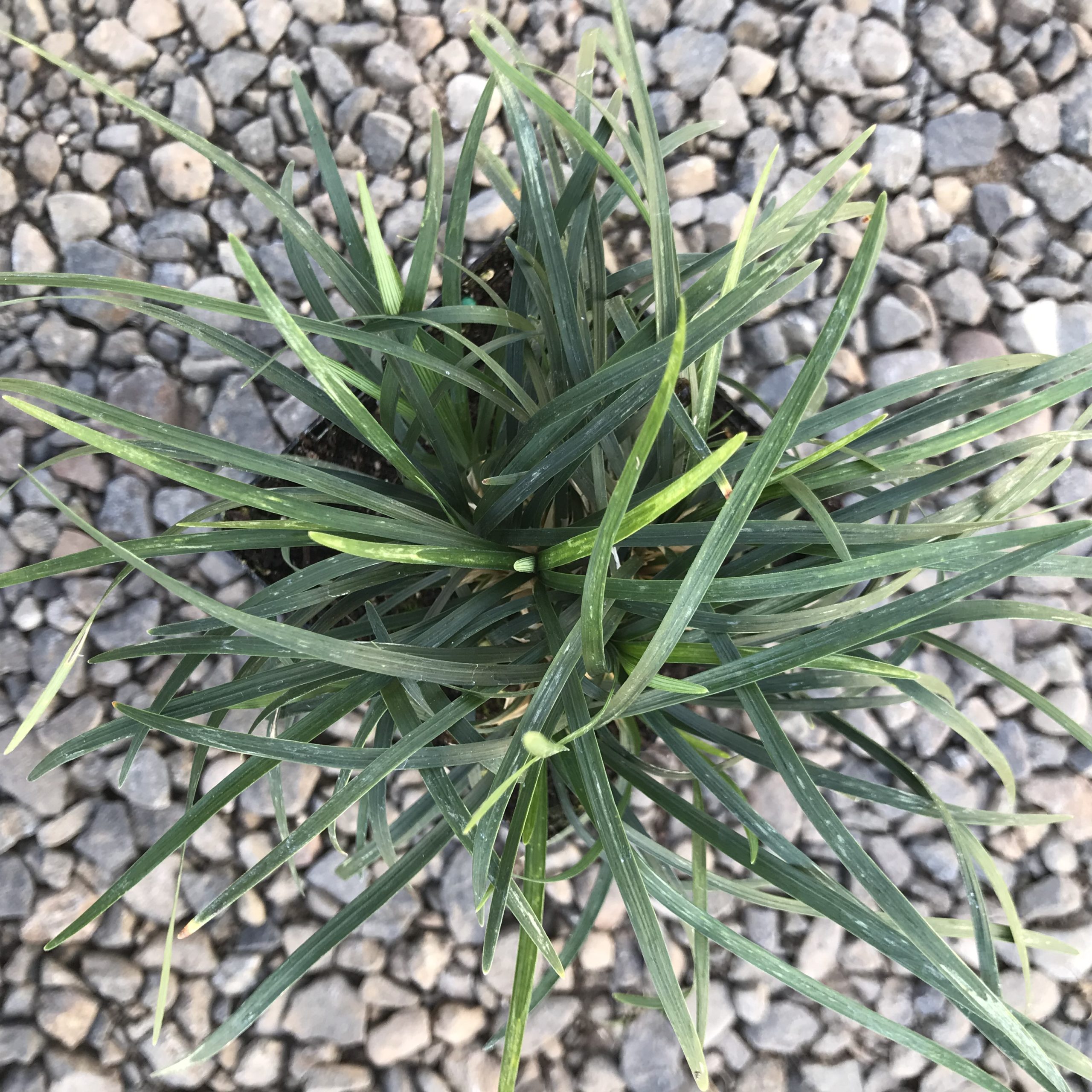 Ophiopogon japonicus - Mondo Grass (3.5" Pot) - Image 3