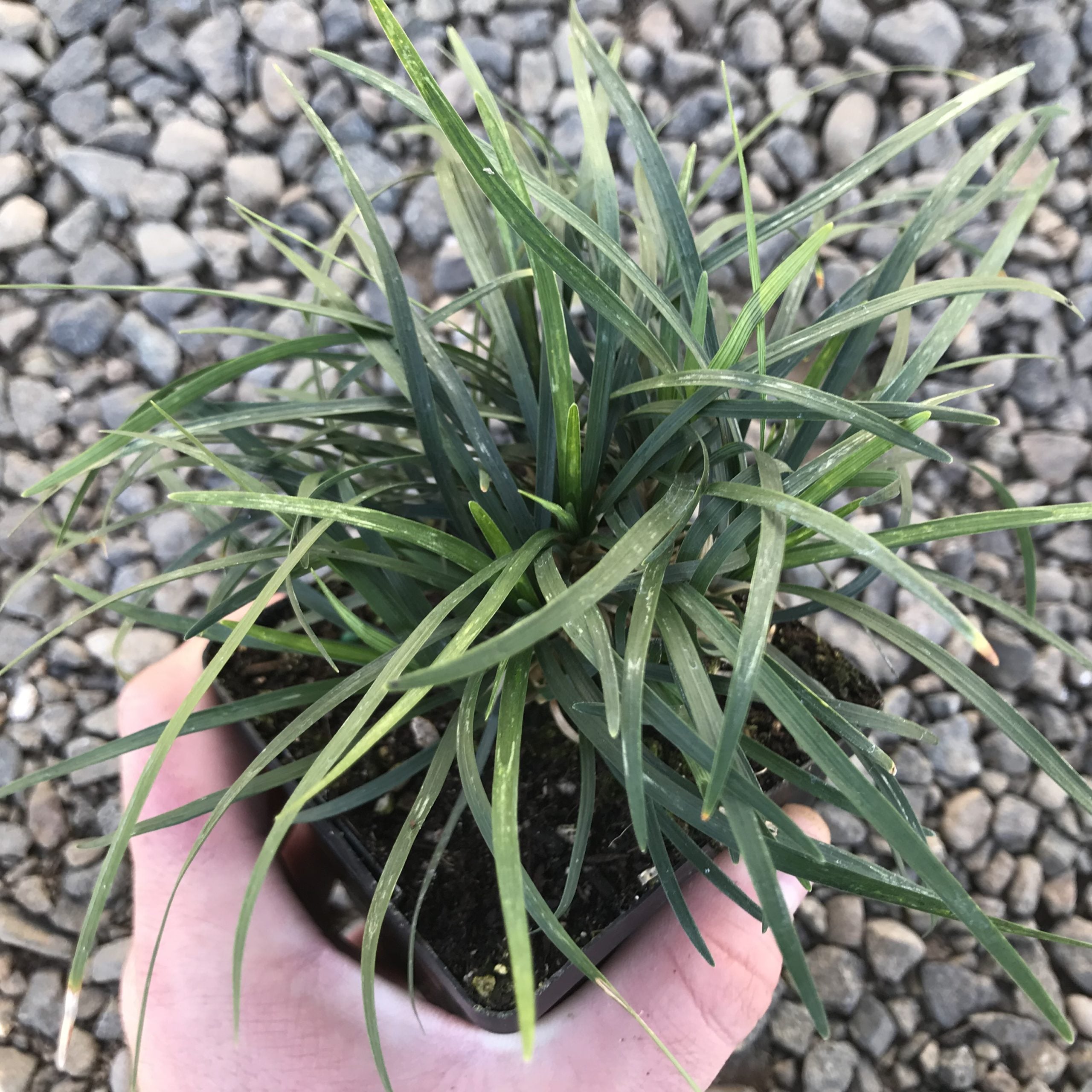 Ophiopogon japonicus - Mondo Grass (3.5" Pot) - Image 4