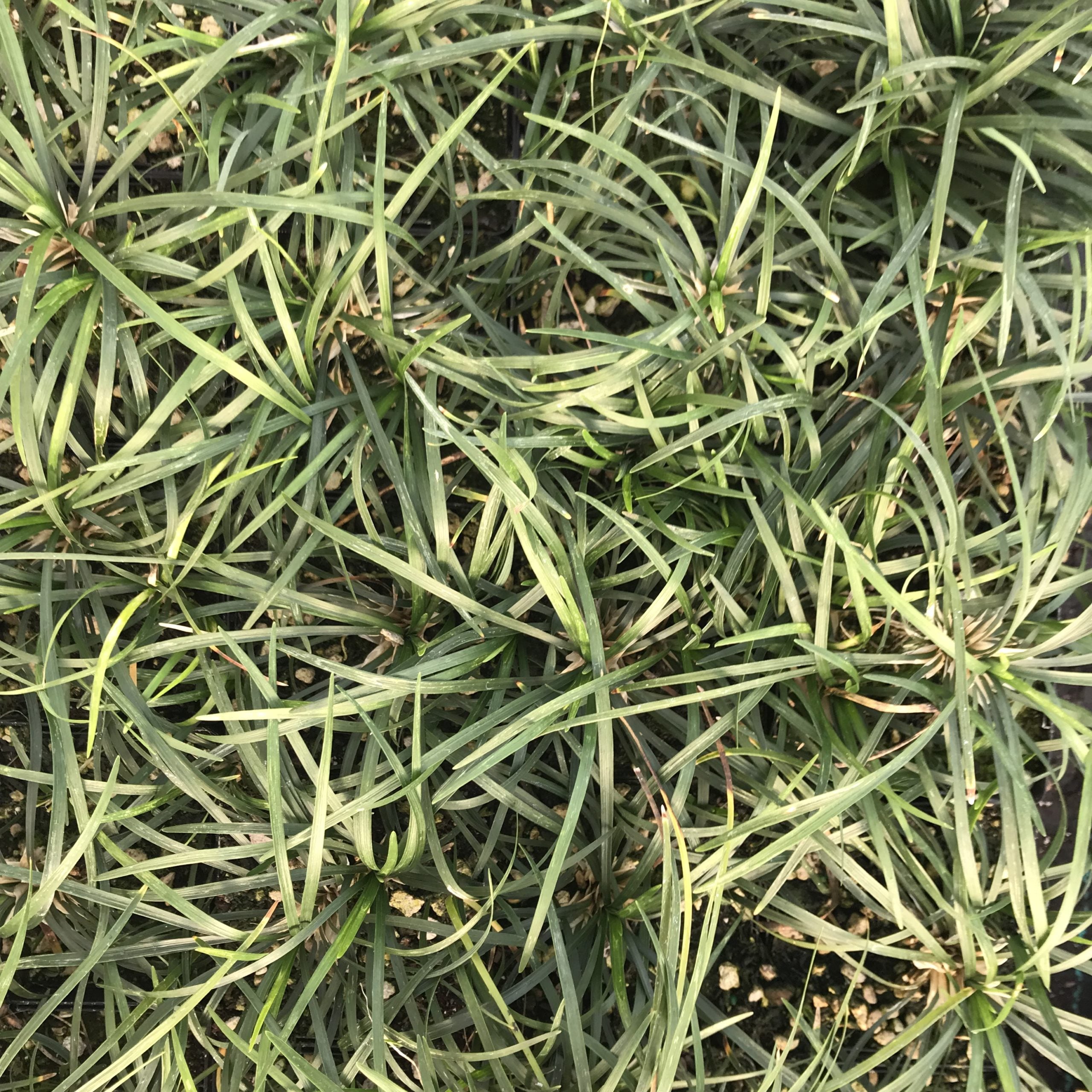 Ophiopogon japonicus - Mondo Grass (3.5" Pot) - Image 5