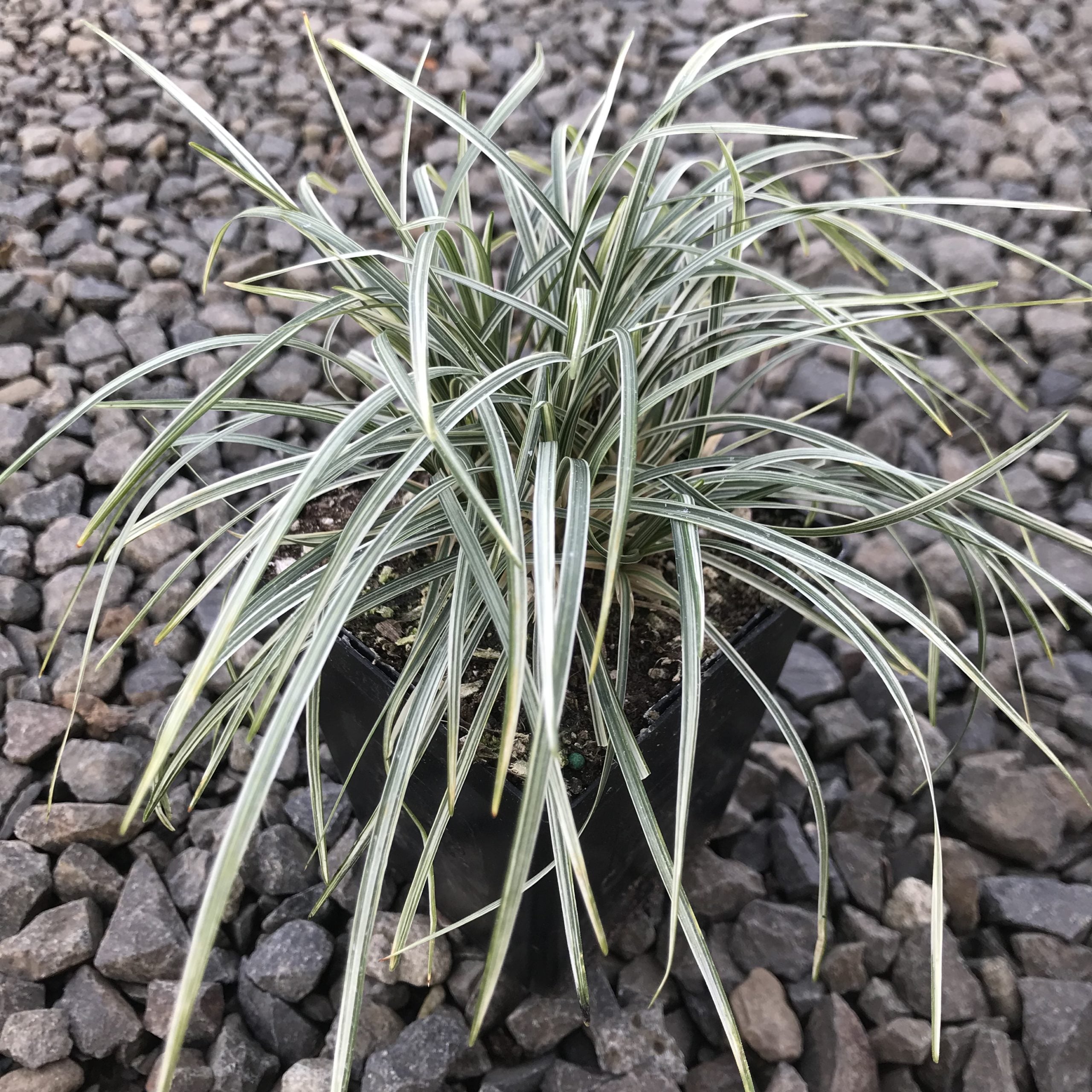 M'S GRACY モヘヤ混　オフホワイト ジャケット 38サイズ　パール Ophiopogon japonicus 'Variegata' - Silver Mist Mondo Grass (3.5