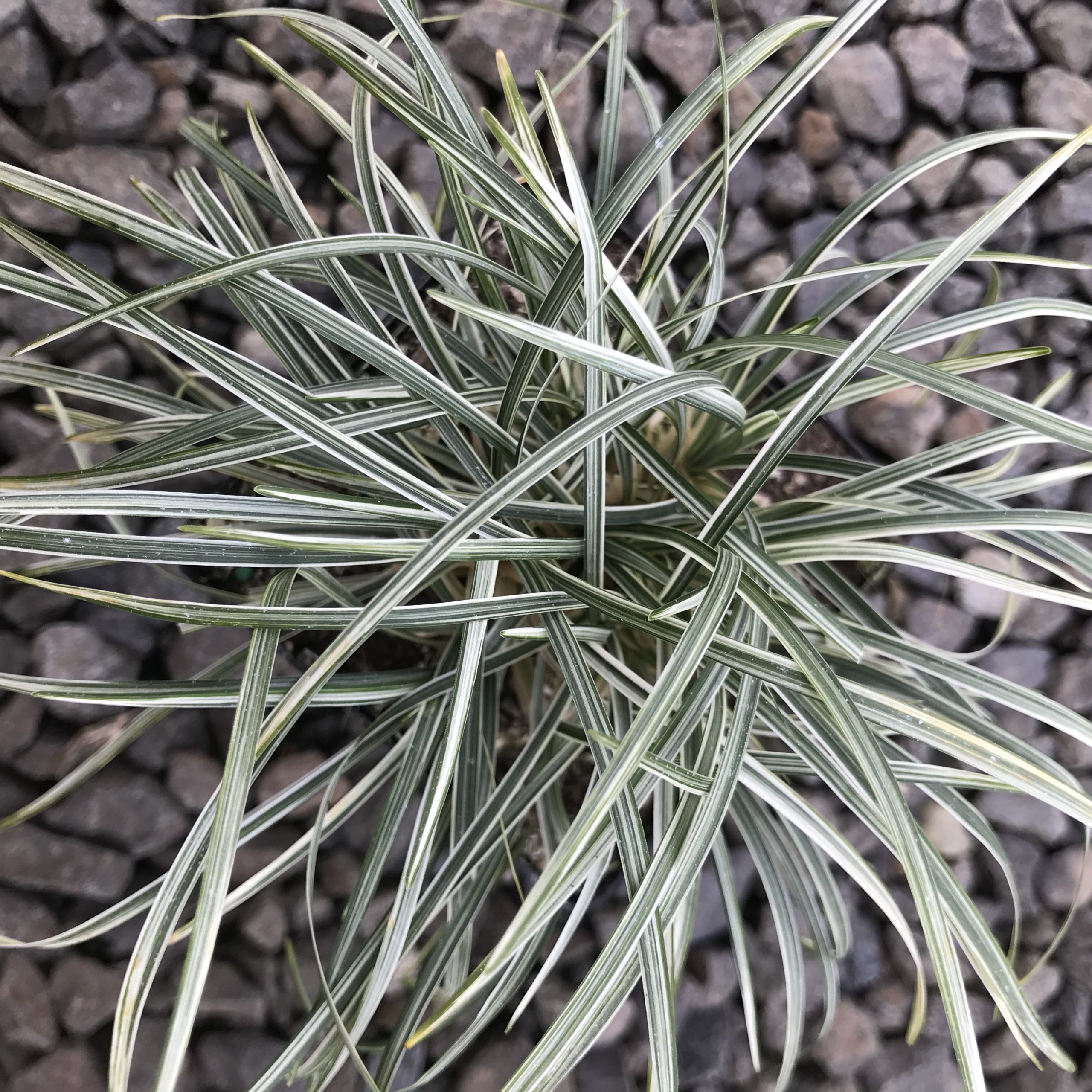 Ophiopogon japonicus 'Variegata' - Silver Mist Mondo Grass (3.5" Pot) |  Little Prince of Oregon Nursery