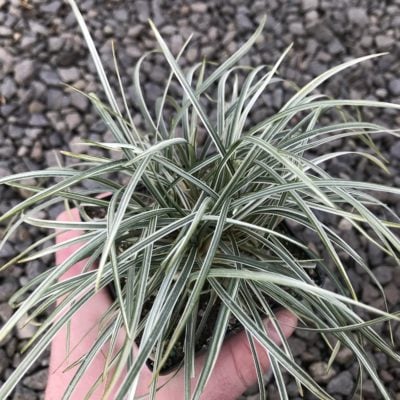 Ophiopogon japonicus 'Variegata' - Silver Mist Mondo Grass (3.5" Pot)