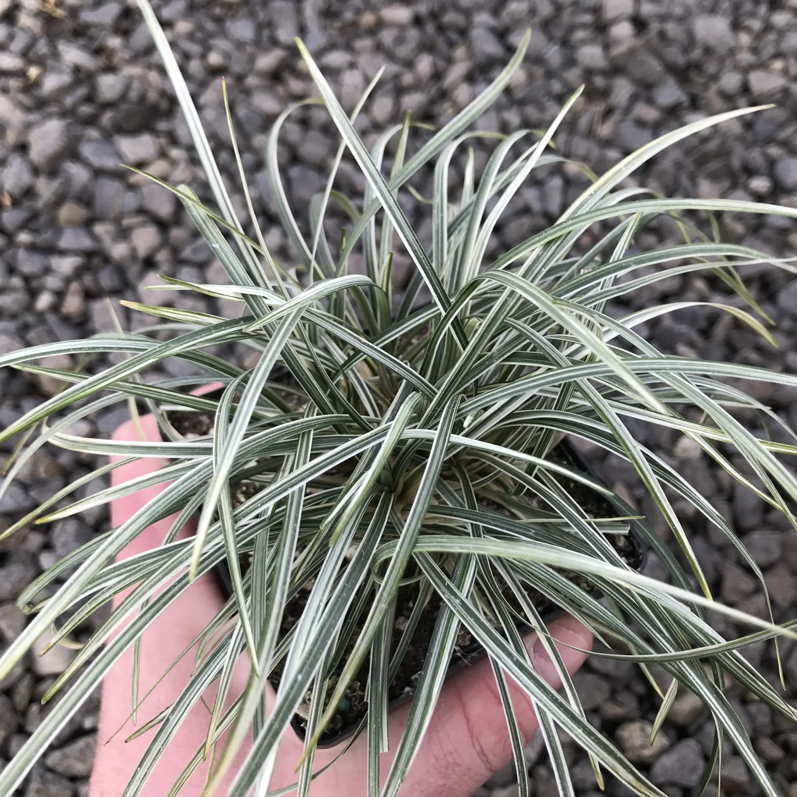 Ophiopogon japonicus 'Variegata' - Silver Mist Mondo Grass (3.5
