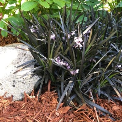 Ophiopogon planiscapus 'Nigrescens' - Black Mondo Grass (3.5" Pot)