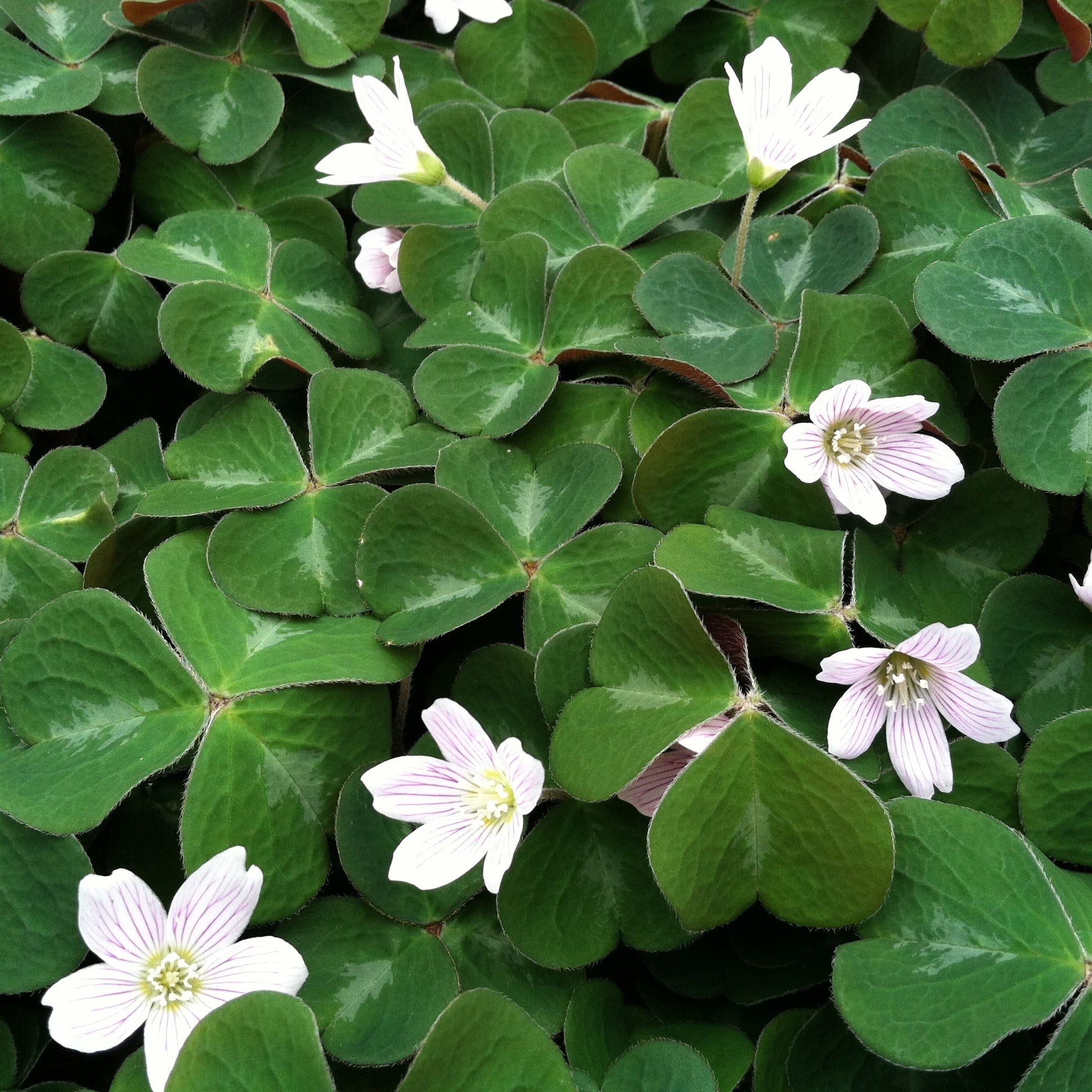 Oxalis oregana 'Klamath Ruby' - Redwood Sorrel (3.5" Pot) - Image 2