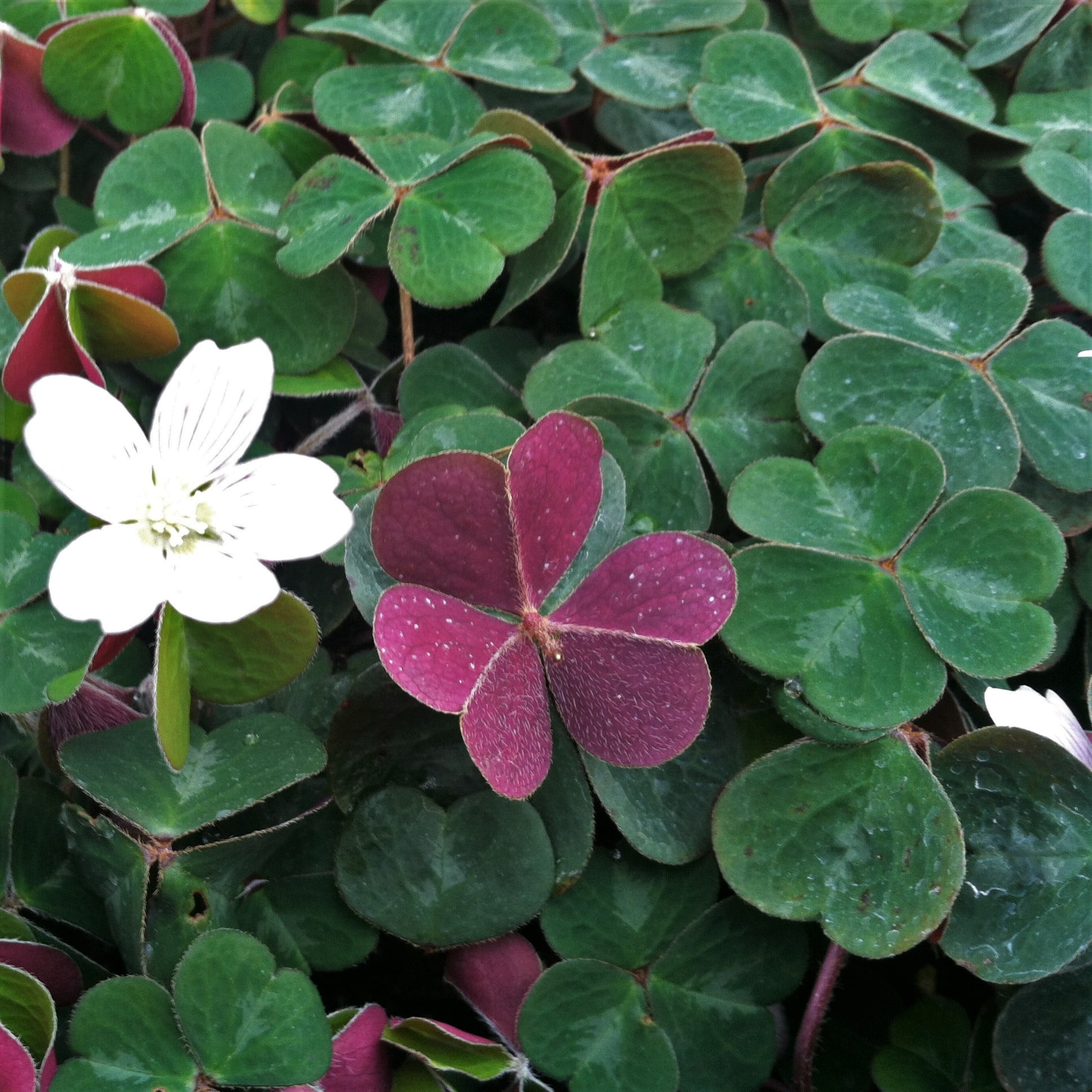 Oxalis oregana 'Klamath Ruby' - Redwood Sorrel (3.5" Pot) - Image 5