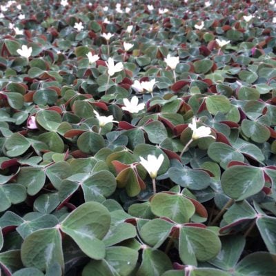 Oxalis oregana 'Klamath Ruby' - Redwood Sorrel (3.5" Pot)
