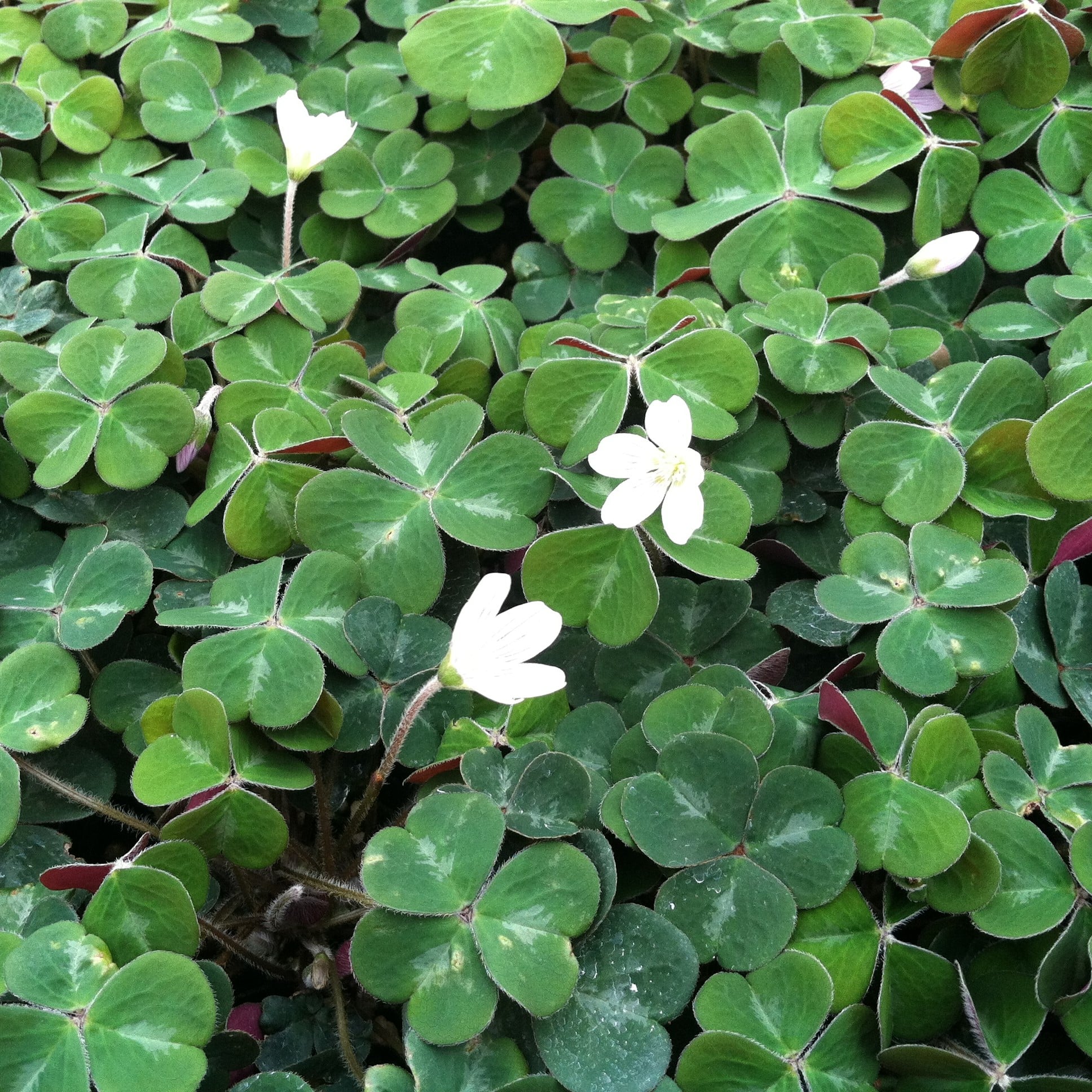 Oxalis oregana 'Klamath Ruby' - Redwood Sorrel (3.5" Pot) - Image 6