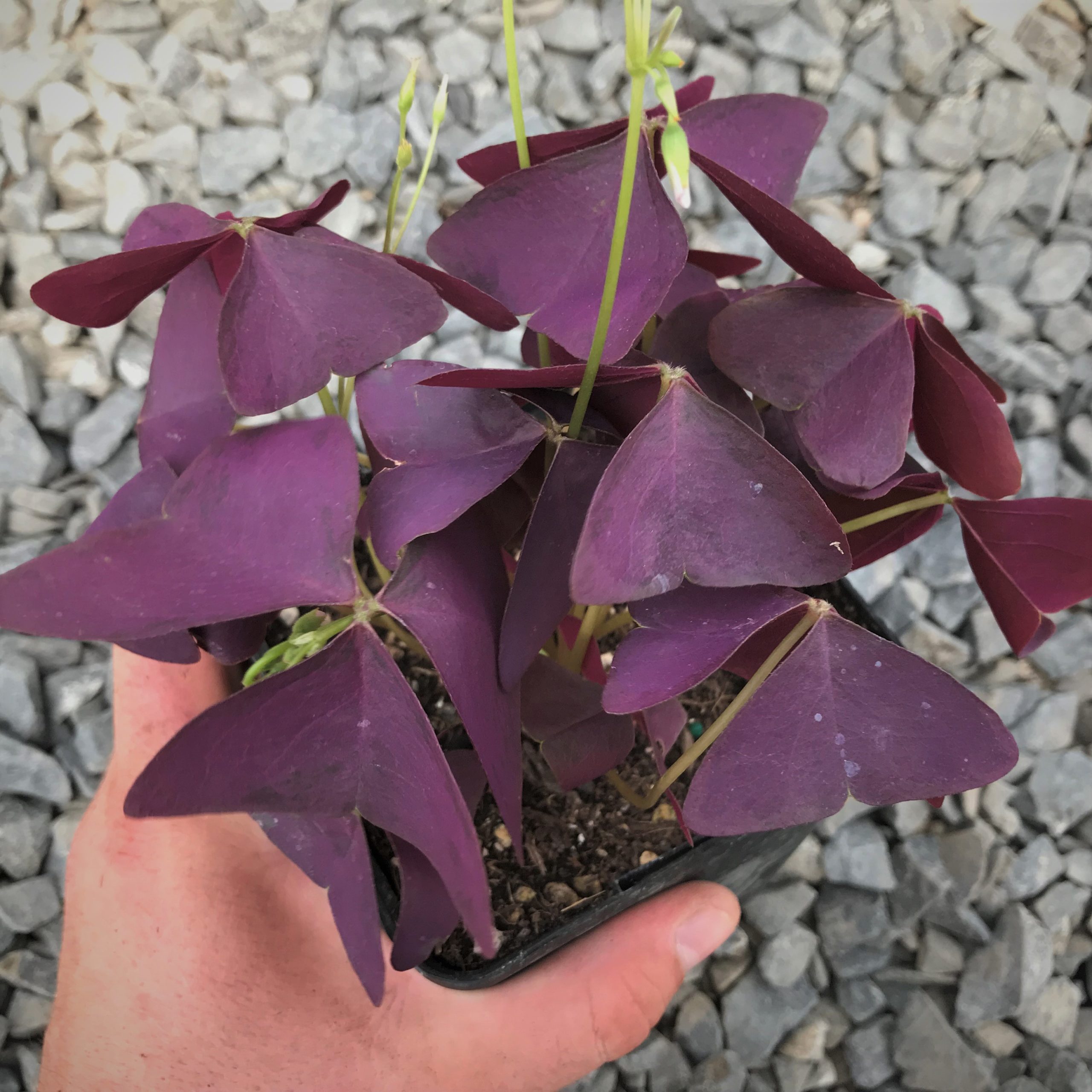Oxalis regnelli 'Francis' - False Shamrock (4.5" Pot) - Image 5