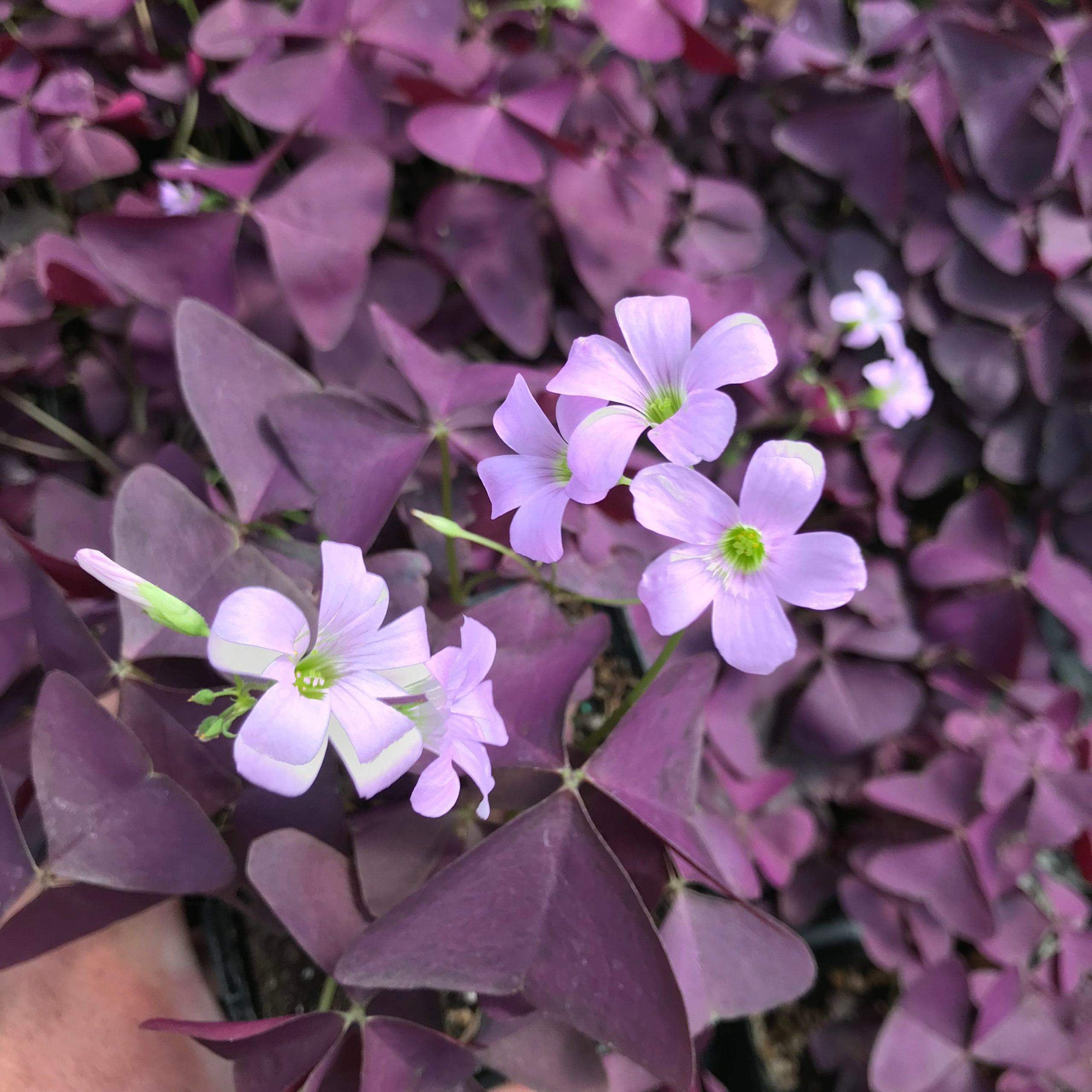 Oxalis regnelli 'Francis' - False Shamrock (4.5" Pot) - Image 6