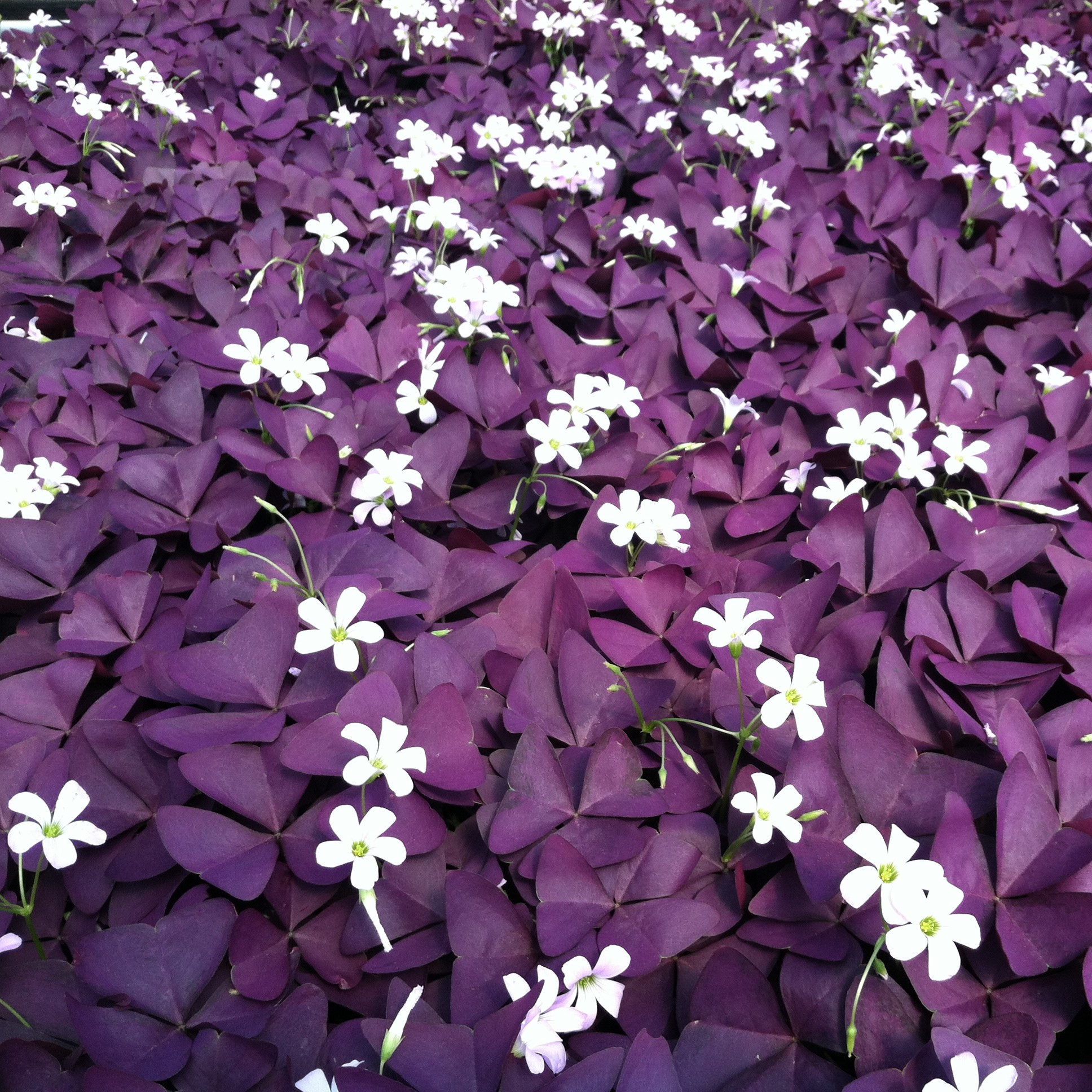 Oxalis regnelli 'Francis' - False Shamrock (4.5" Pot) - Image 8
