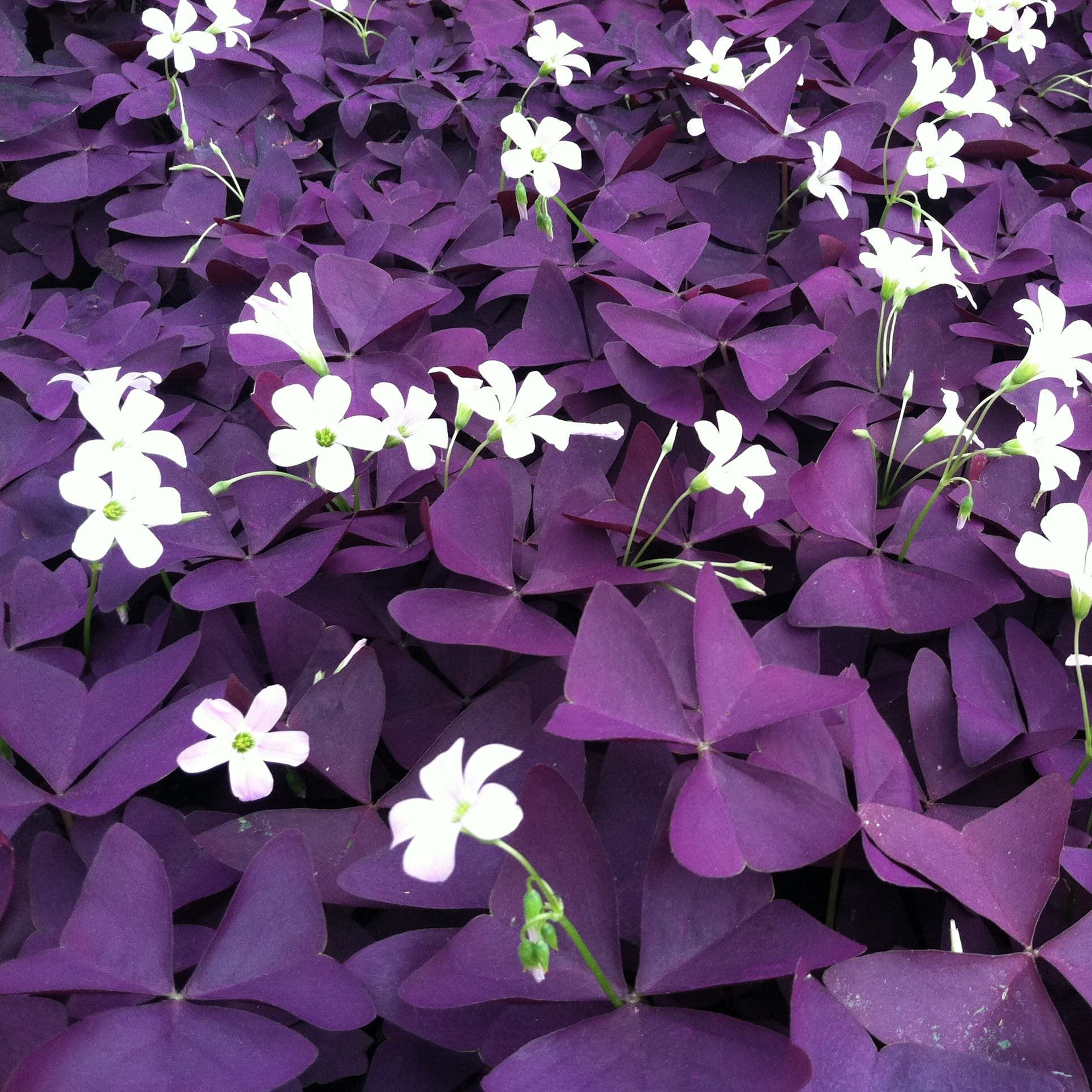 Oxalis regnelli 'Francis' - False Shamrock (4.5" Pot) - Image 7