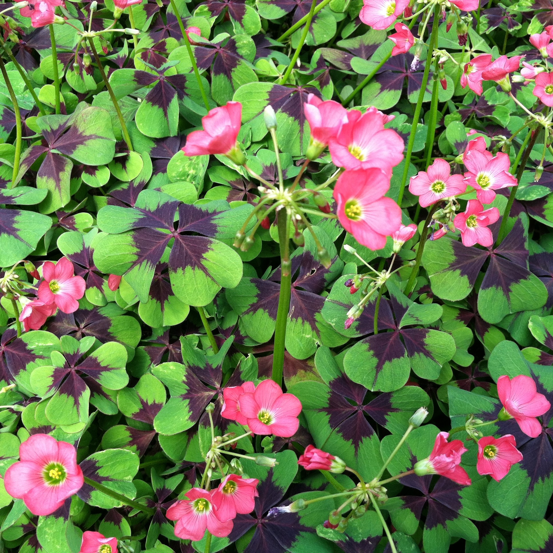 Oxalis tetraphylla 'Iron Cross' - Iron Cross Oxalis (4.5" Pot) - Image 2
