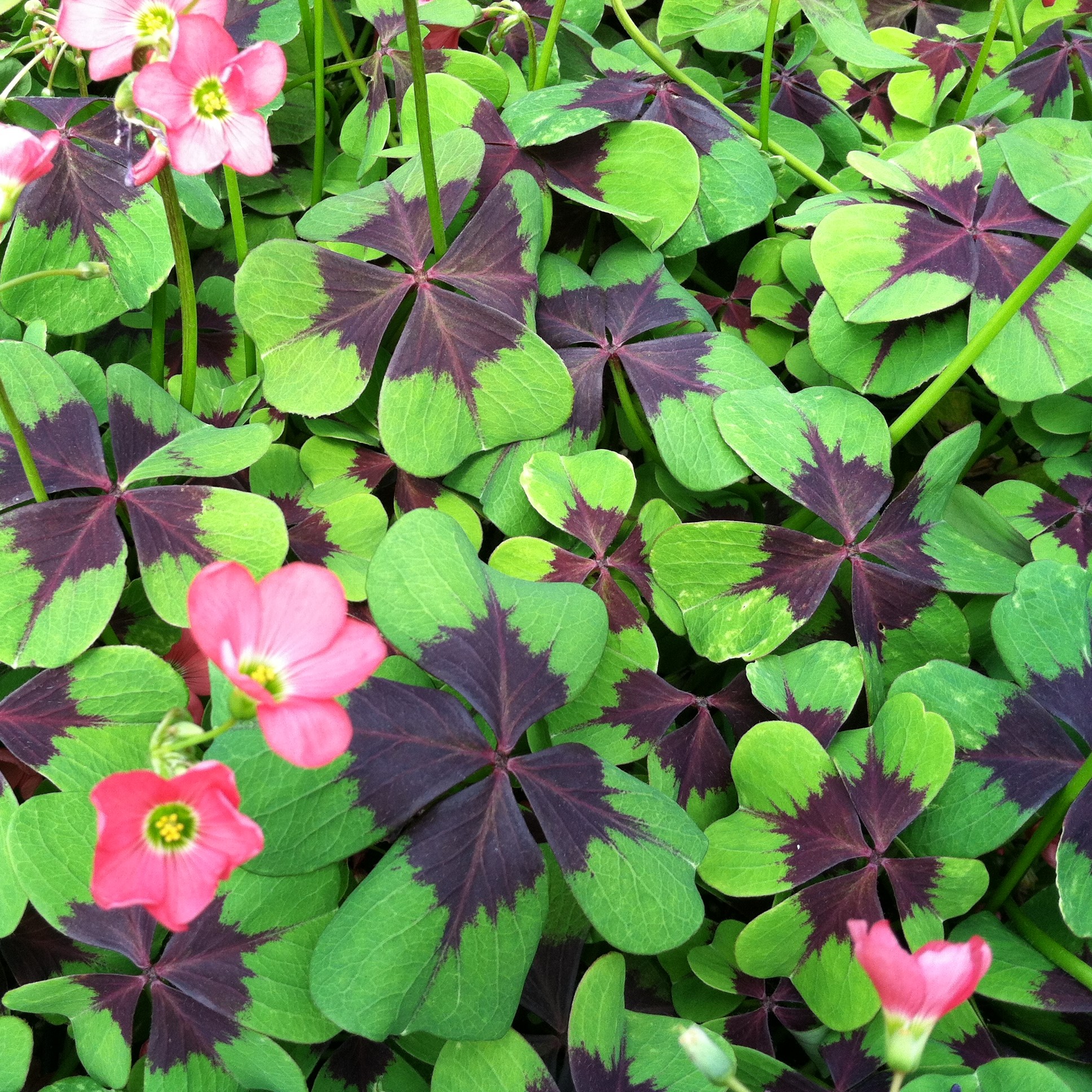 Oxalis tetraphylla 'Iron Cross' - Iron Cross Oxalis (4.5" Pot) - Image 7