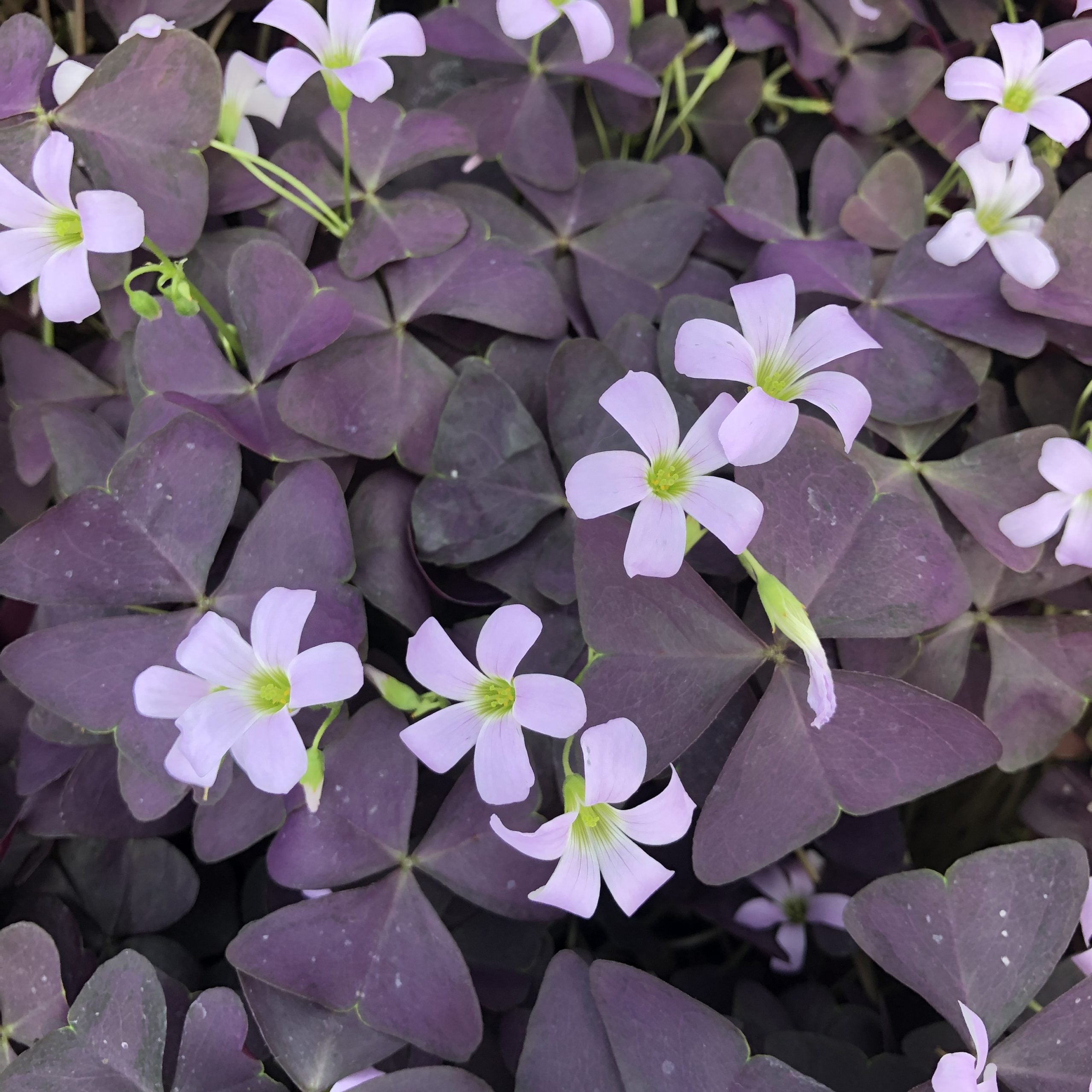 Oxalis triangularis - Purple Shamrock (4.5" Pot) - Image 4