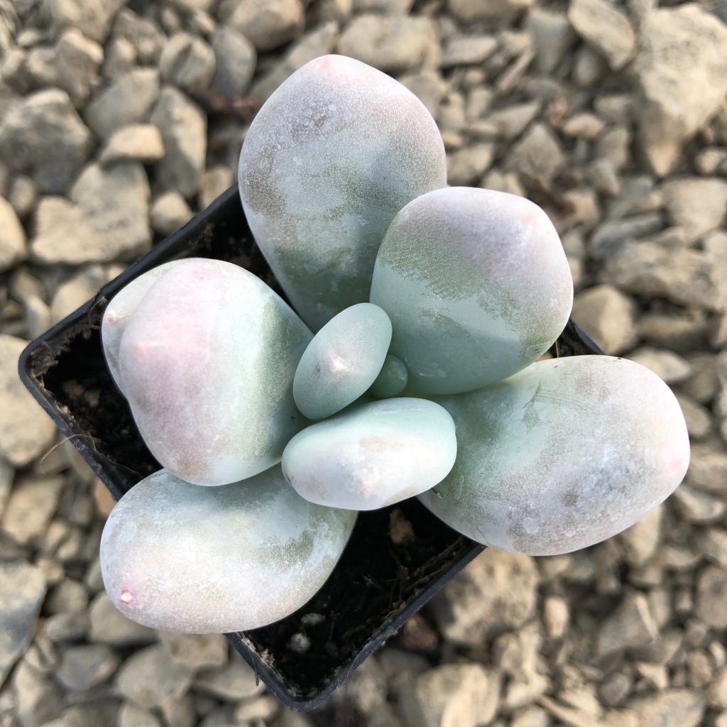 Pachyphytum bracteosum (2