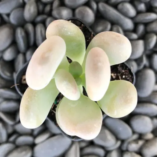 Pachyphytum bracteosum (2
