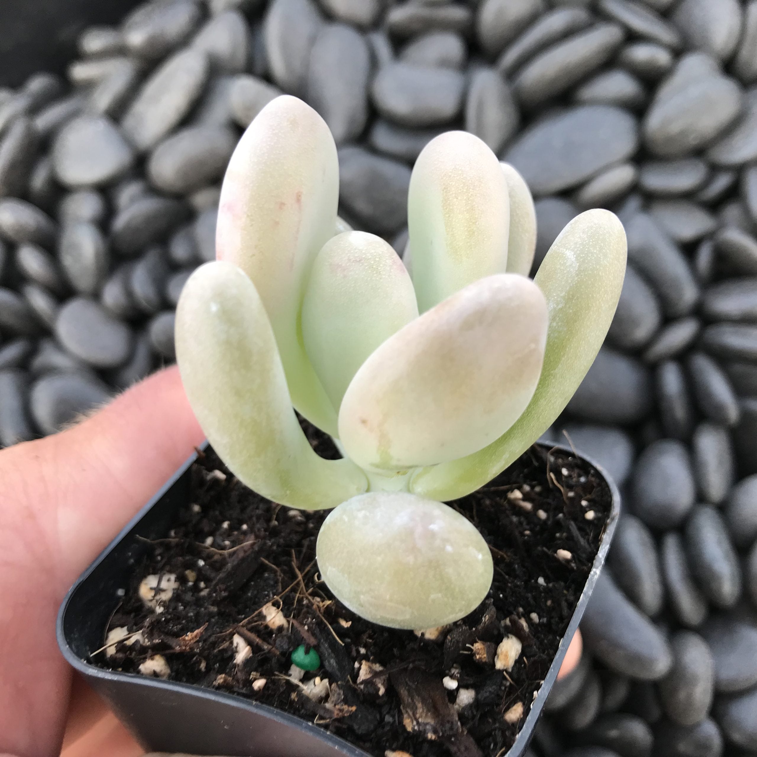 Pachyphytum bracteosum (2