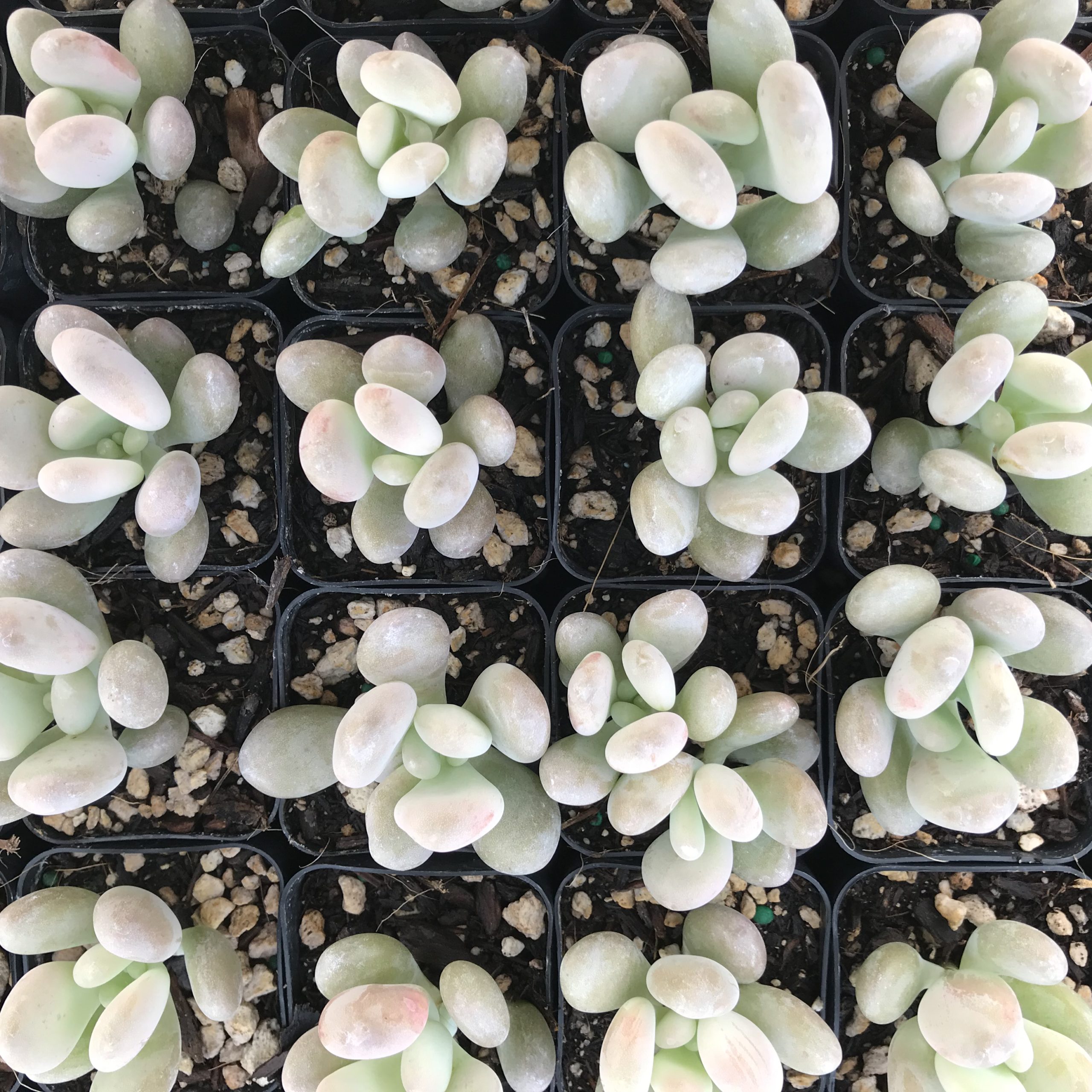 Pachyphytum bracteosum (2
