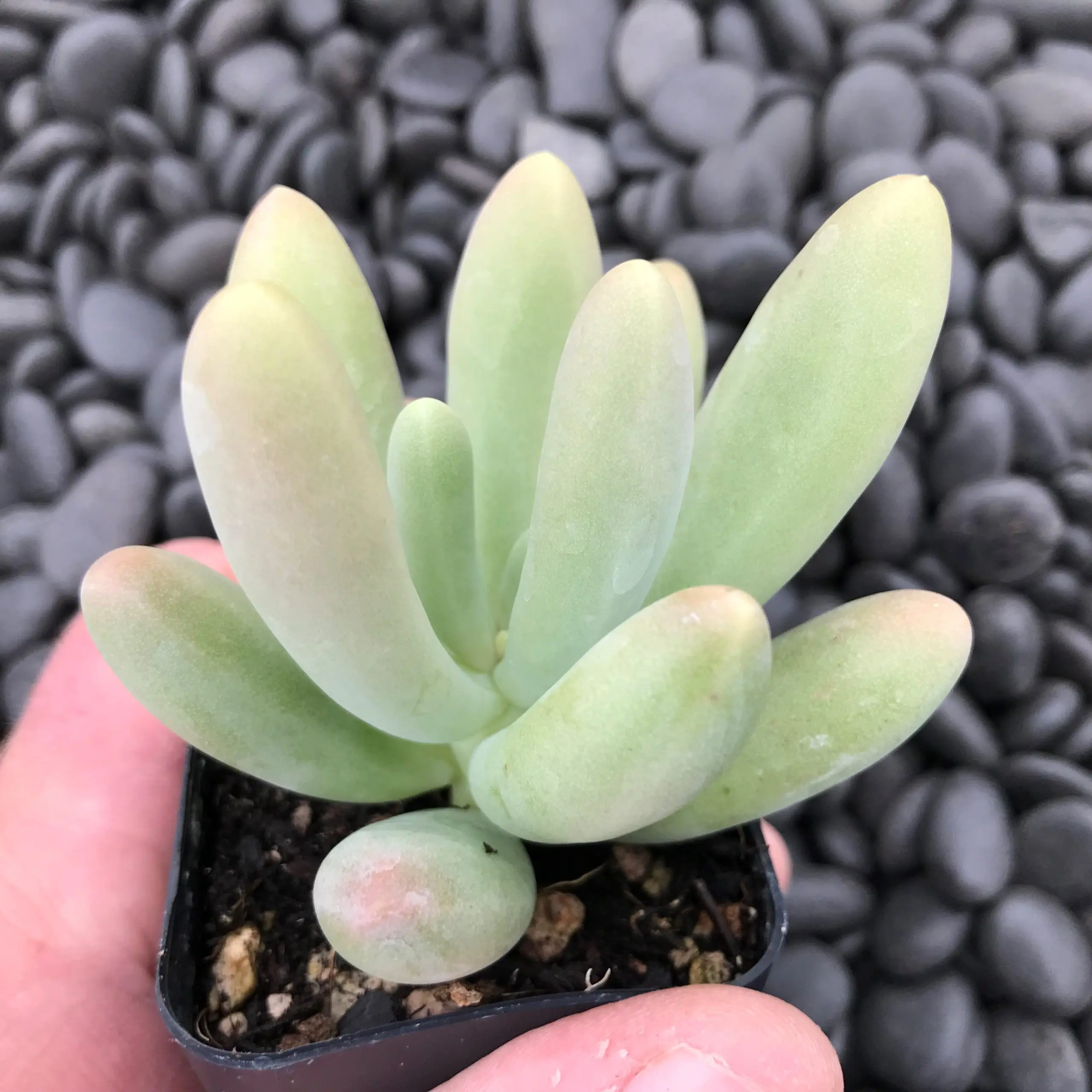 Pachyphytum fittkau (2