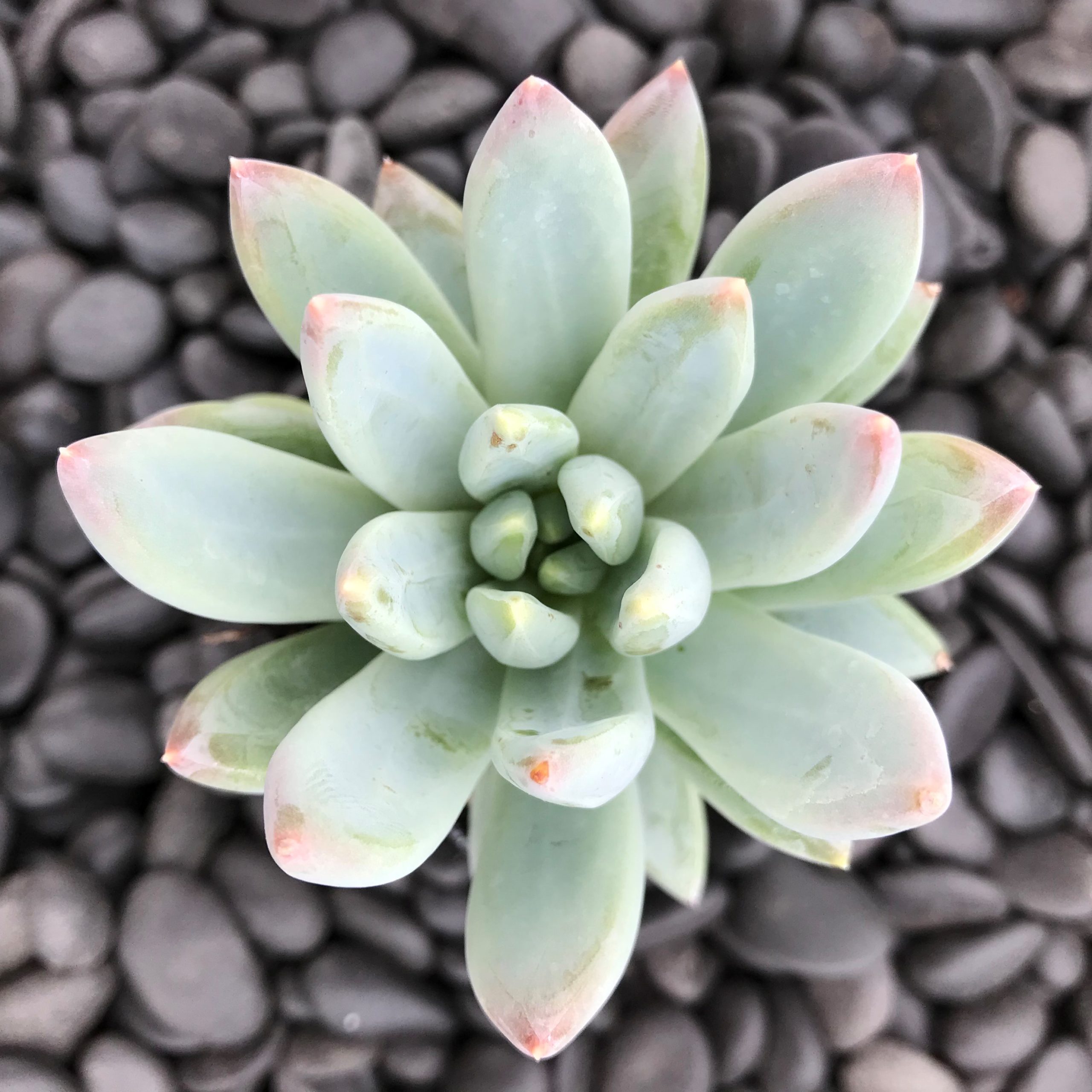 Pachyphytum hookeri (2" Pot)