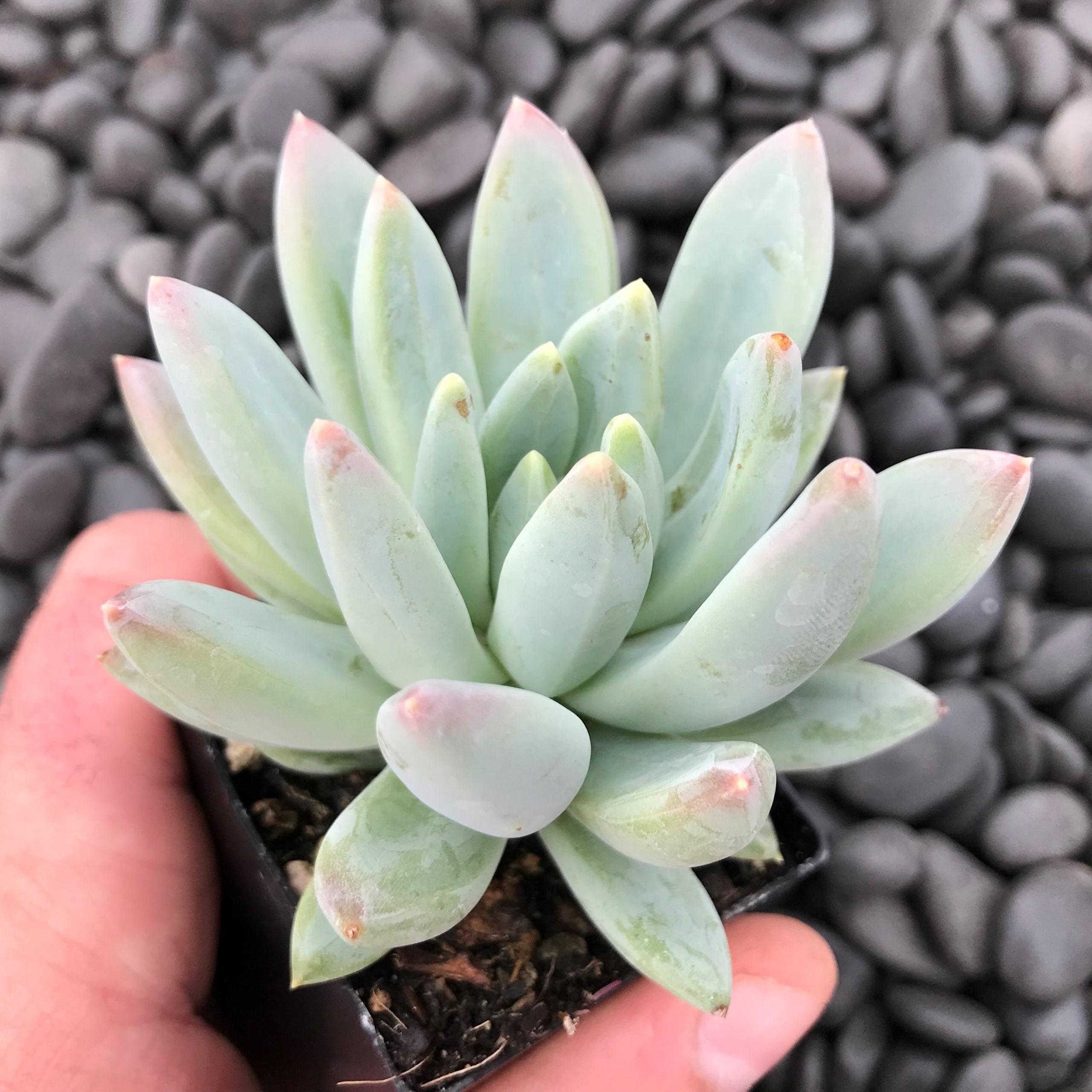 Pachyphytum hookeri (2" Pot) - Image 2