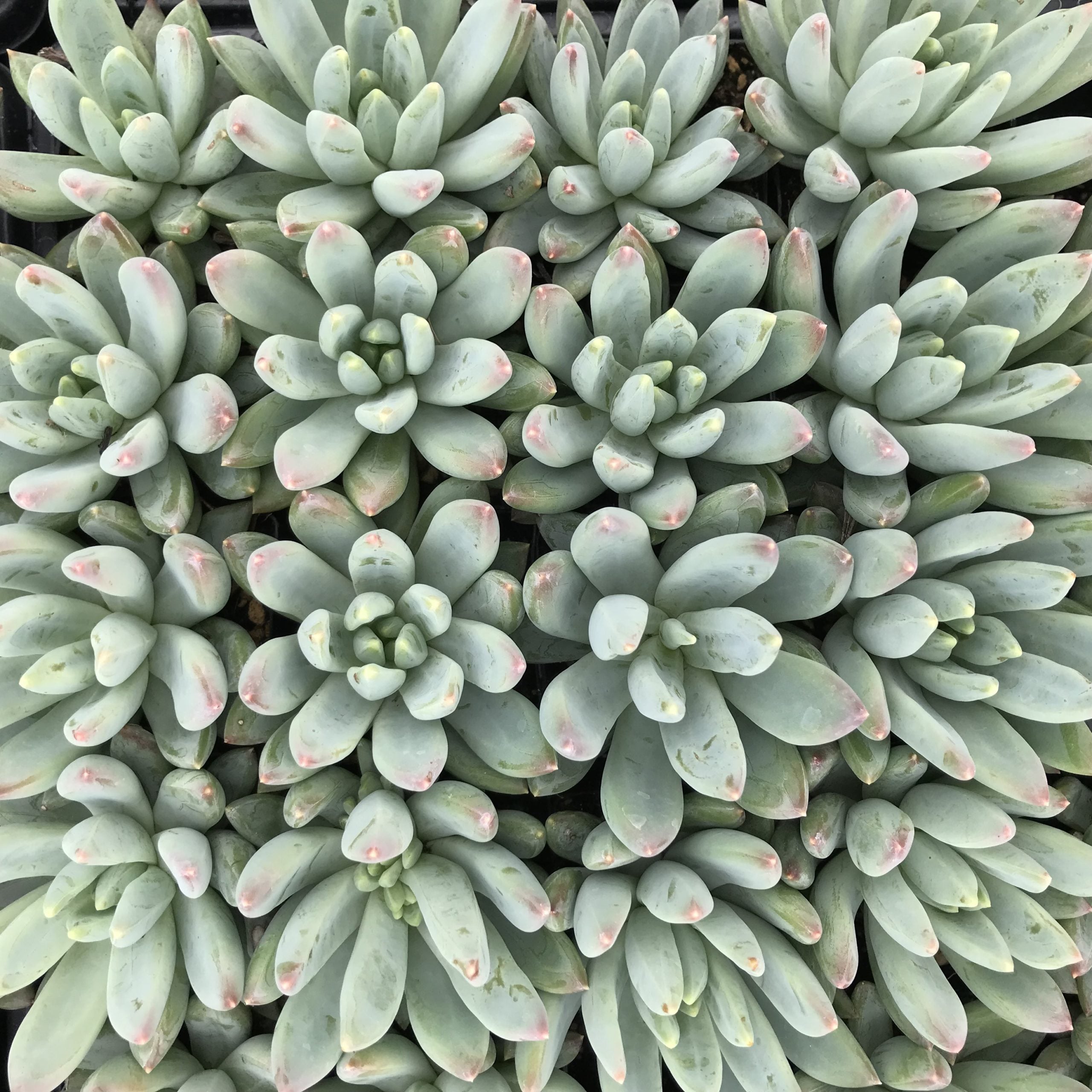 Pachyphytum hookeri (2" Pot) - Image 3